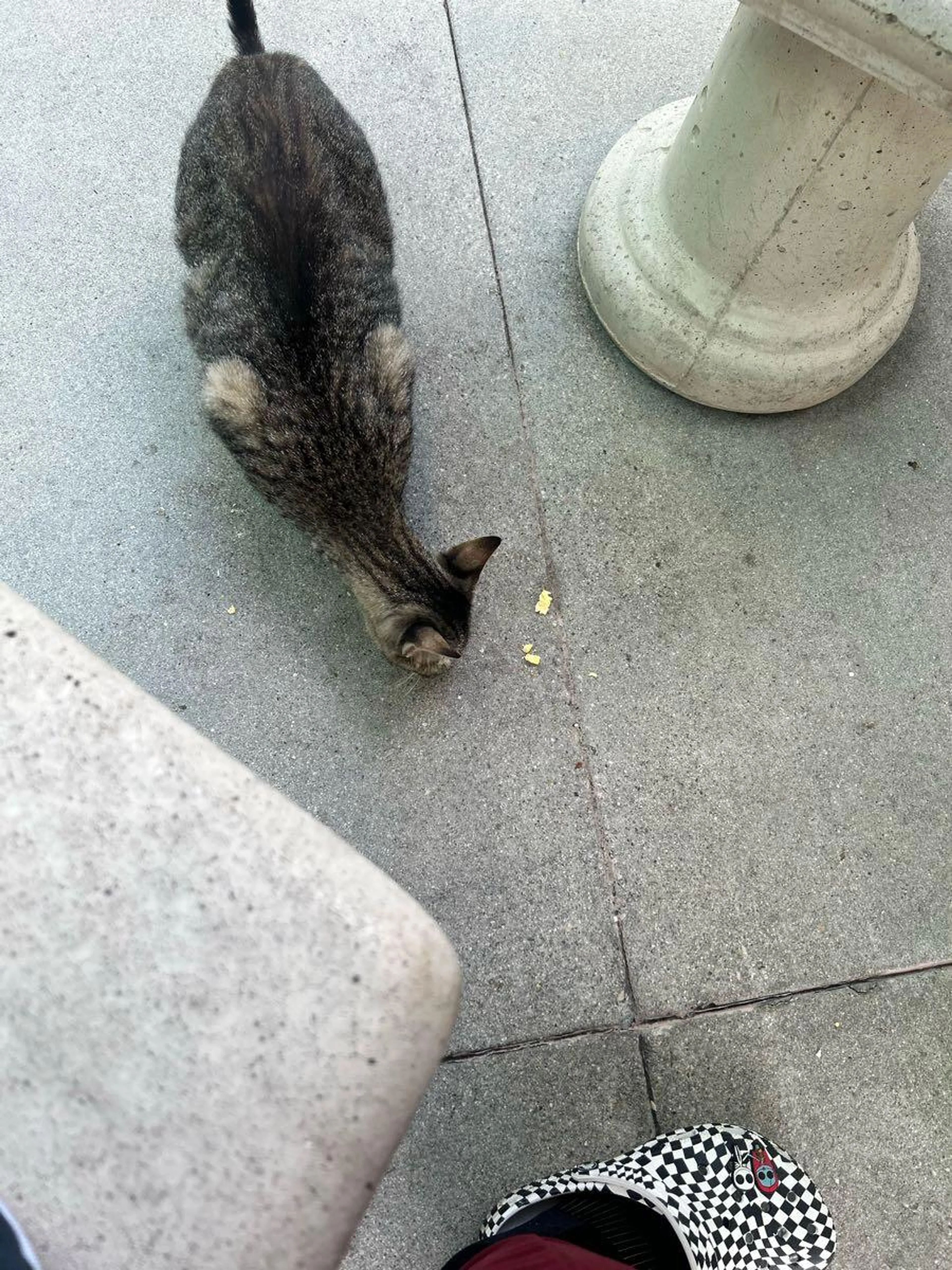 Found pet