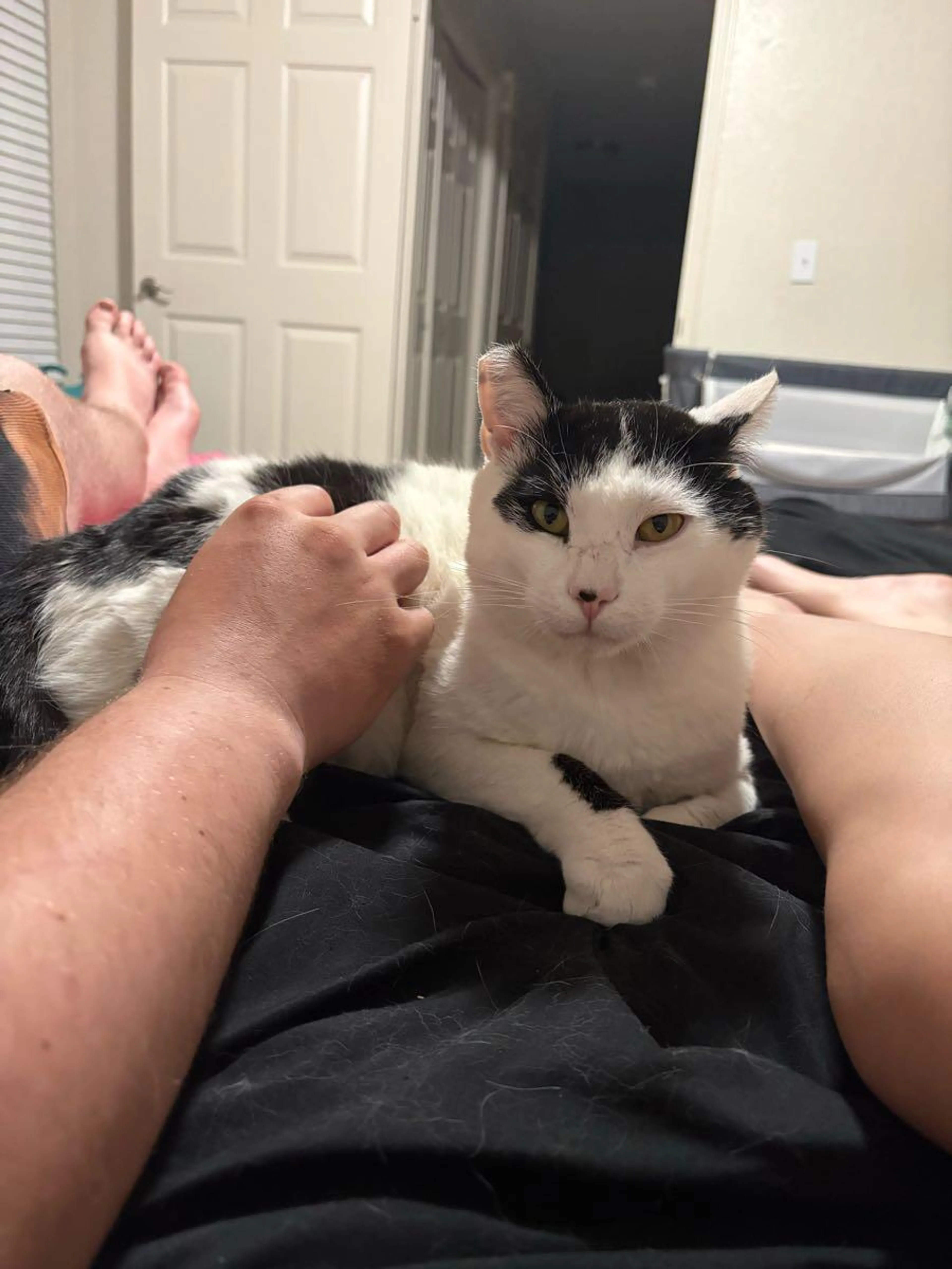 Lost pet
