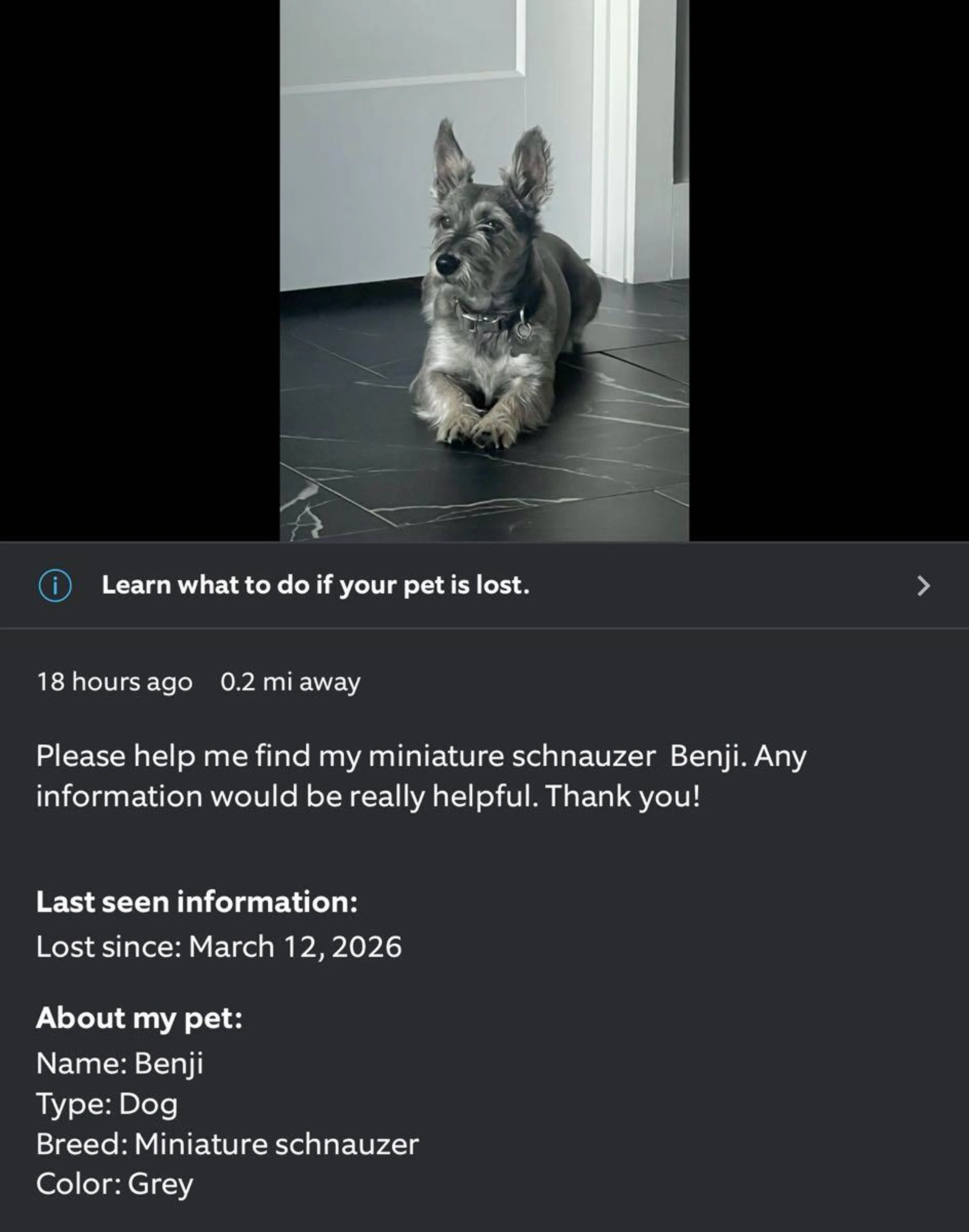 Lost pet