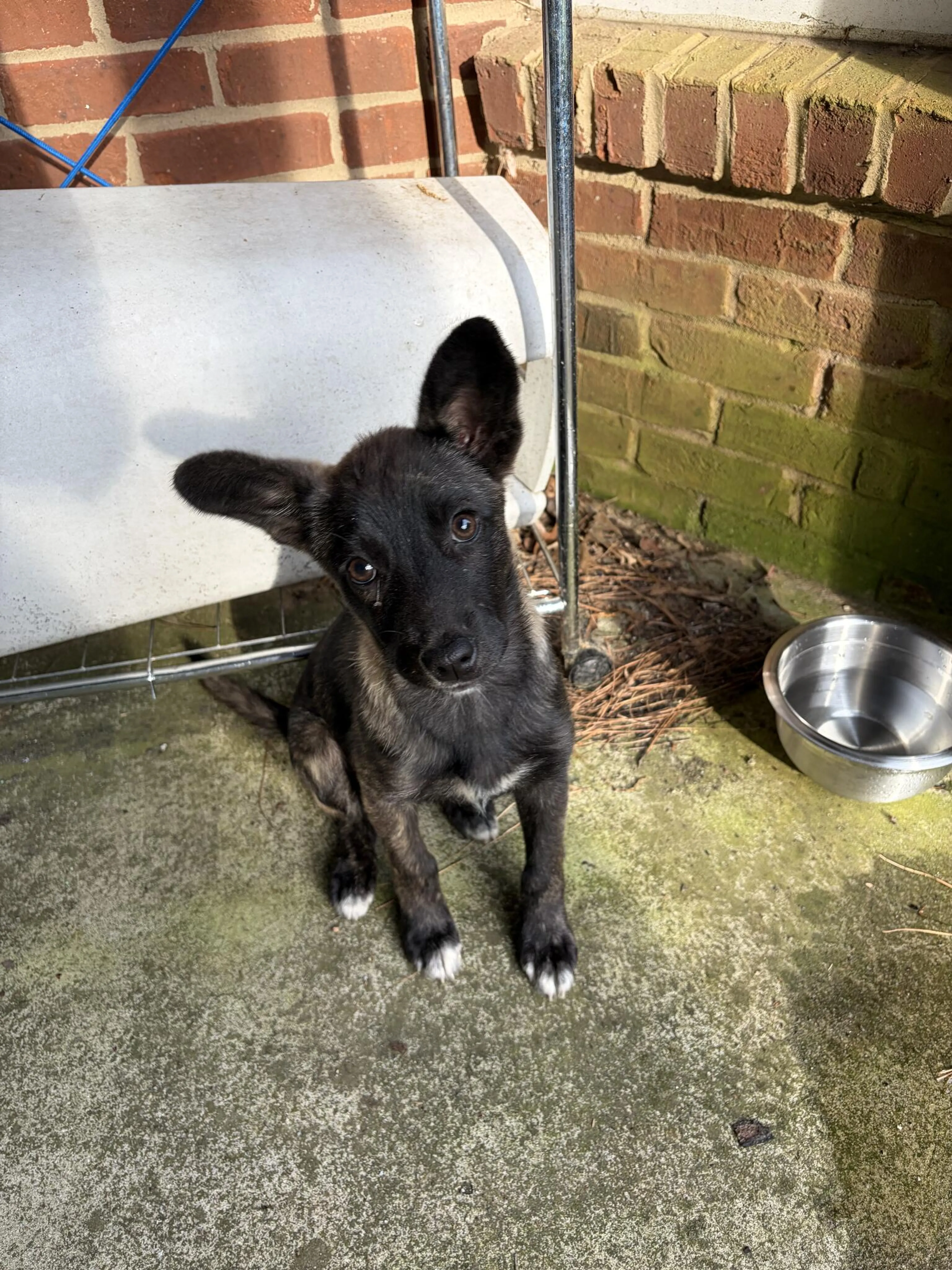 Found pet