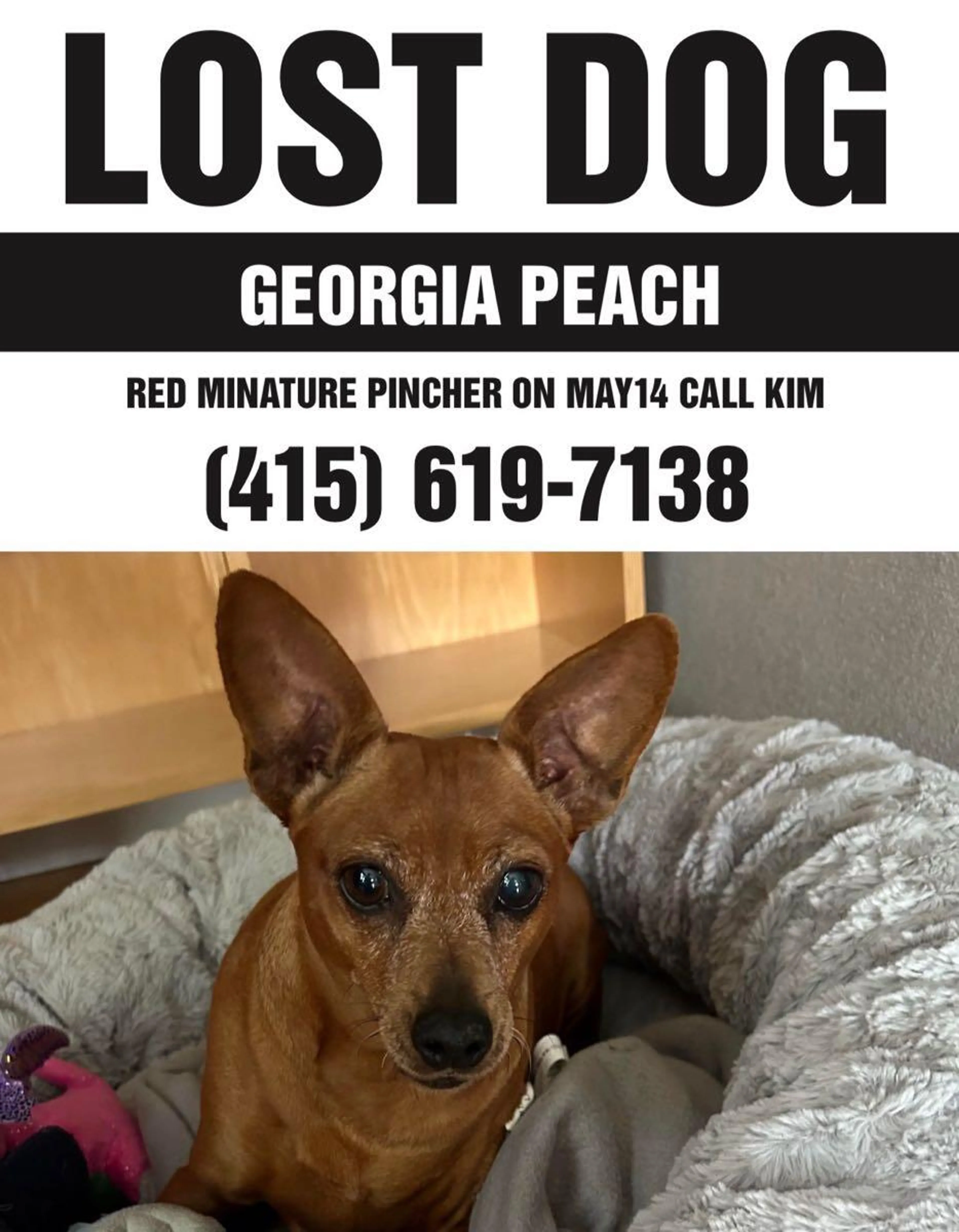 Lost pet