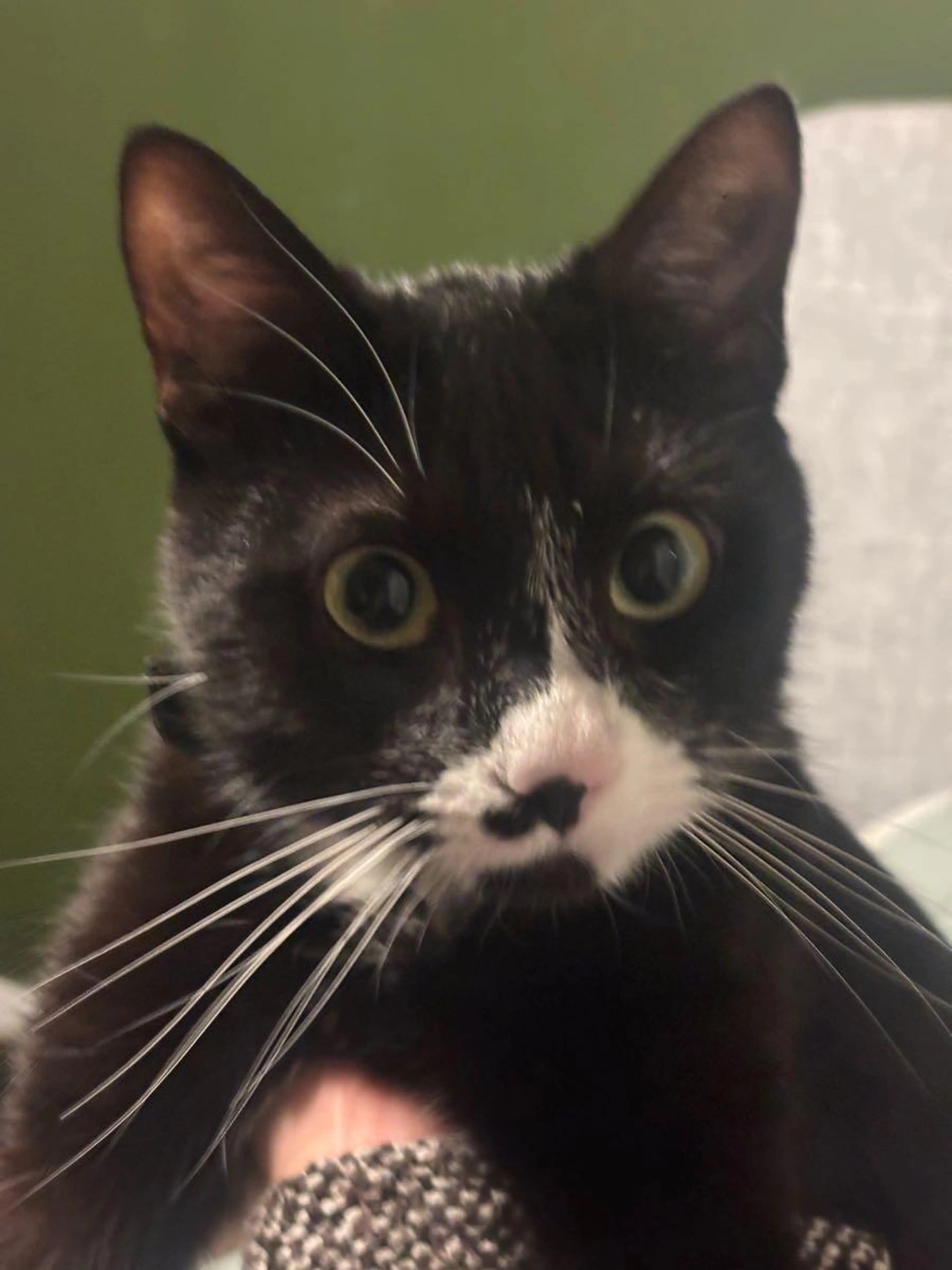 Lost pet