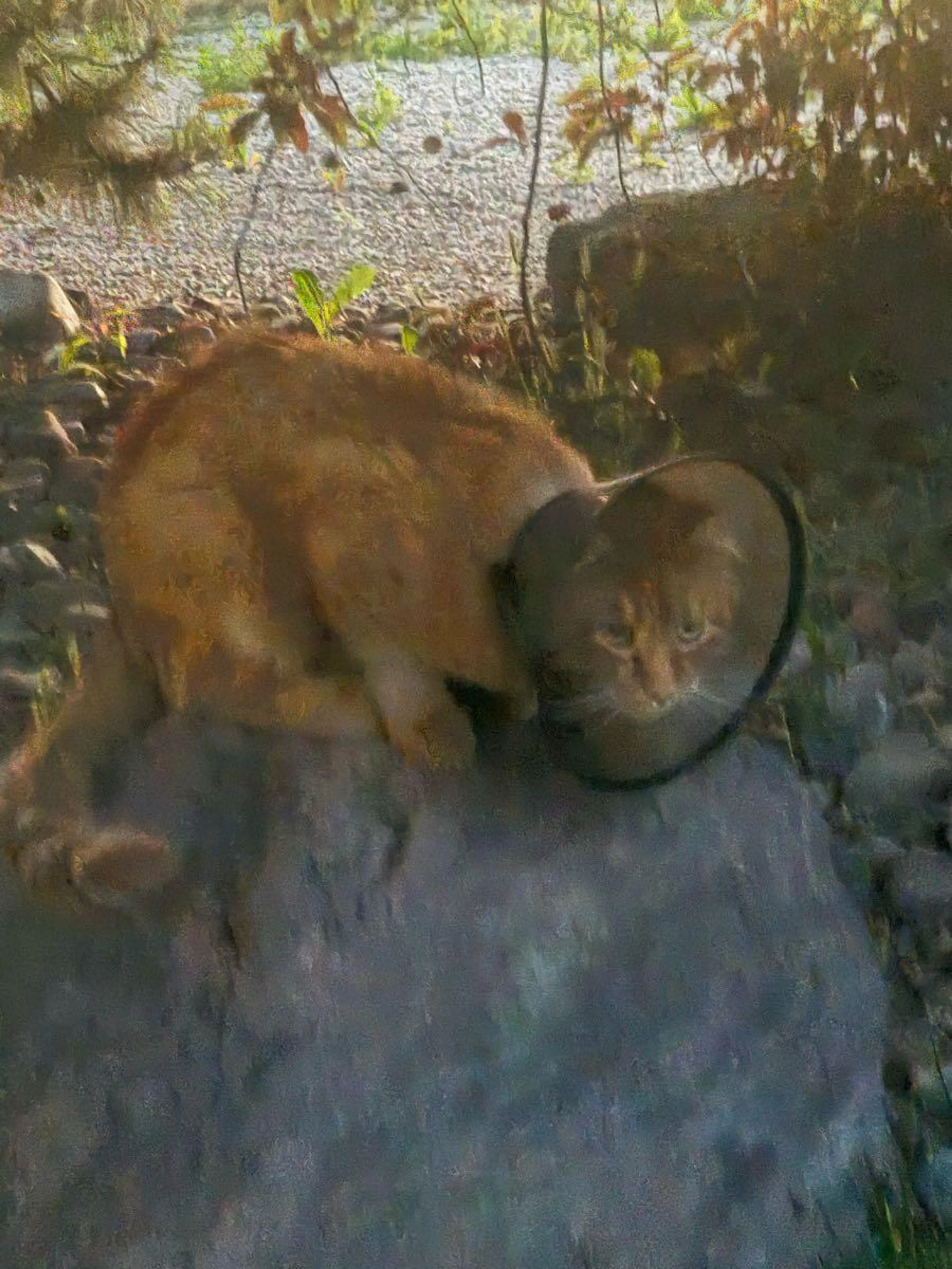 Found pet