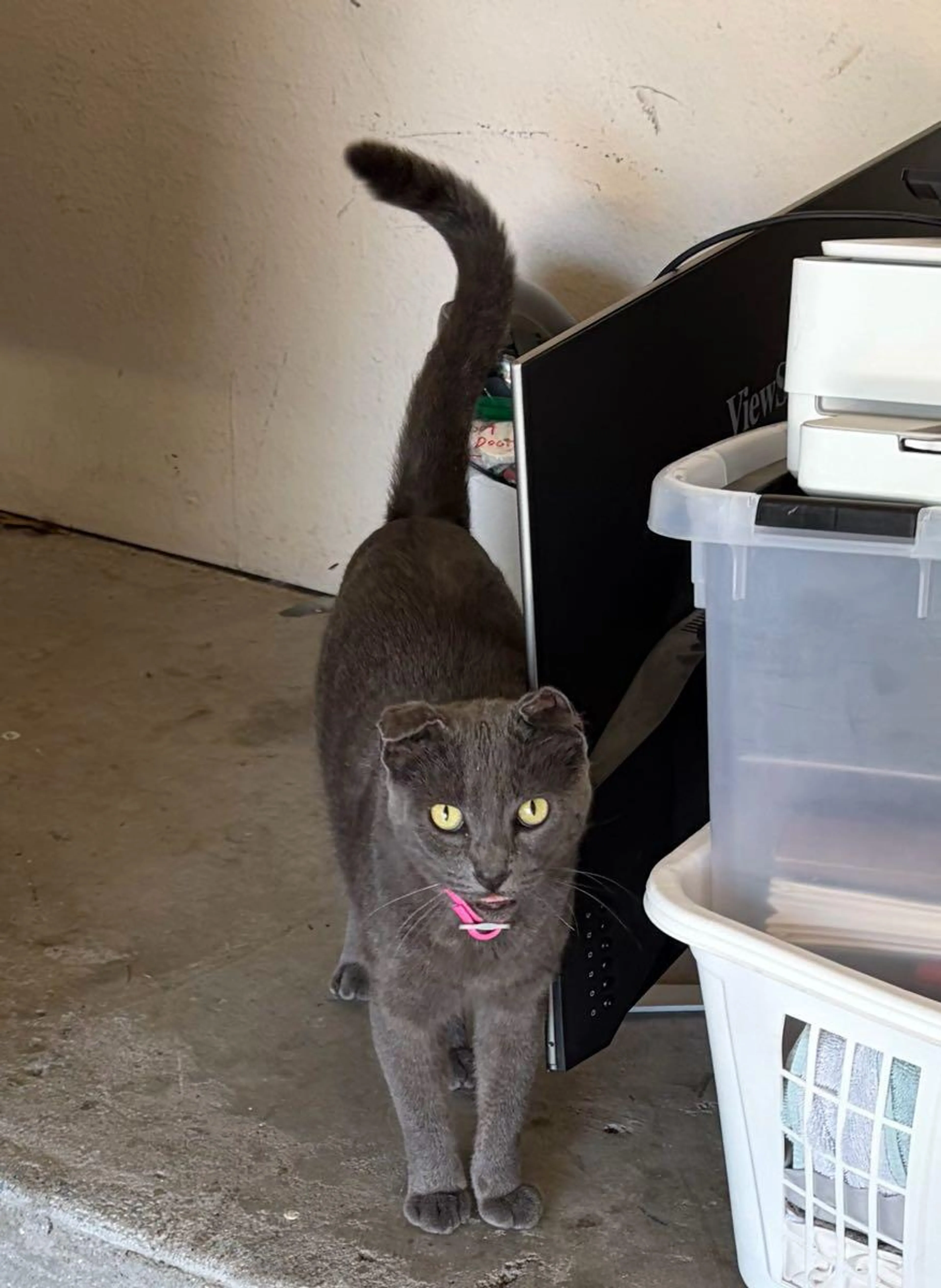 Found pet