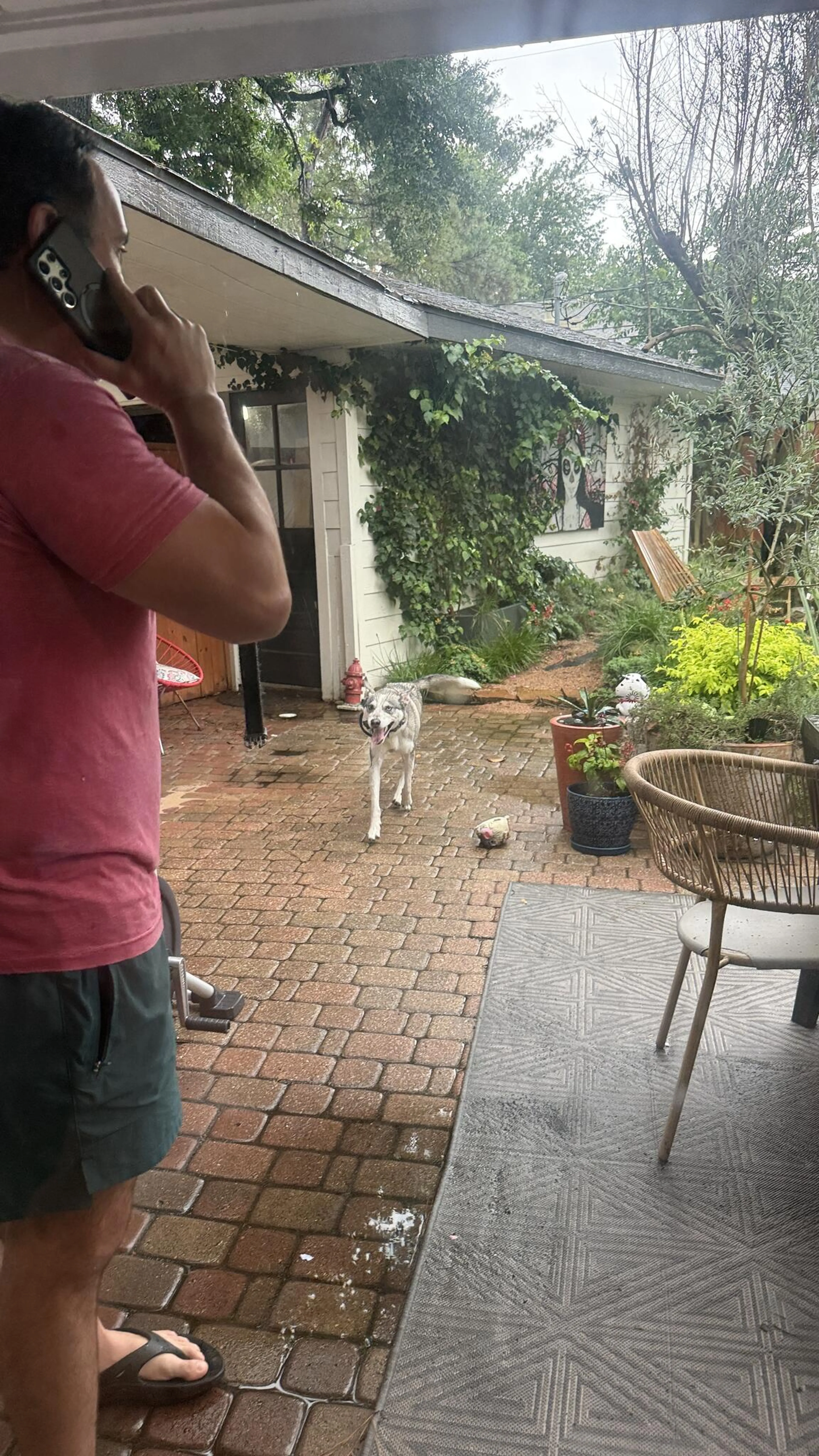 Found pet