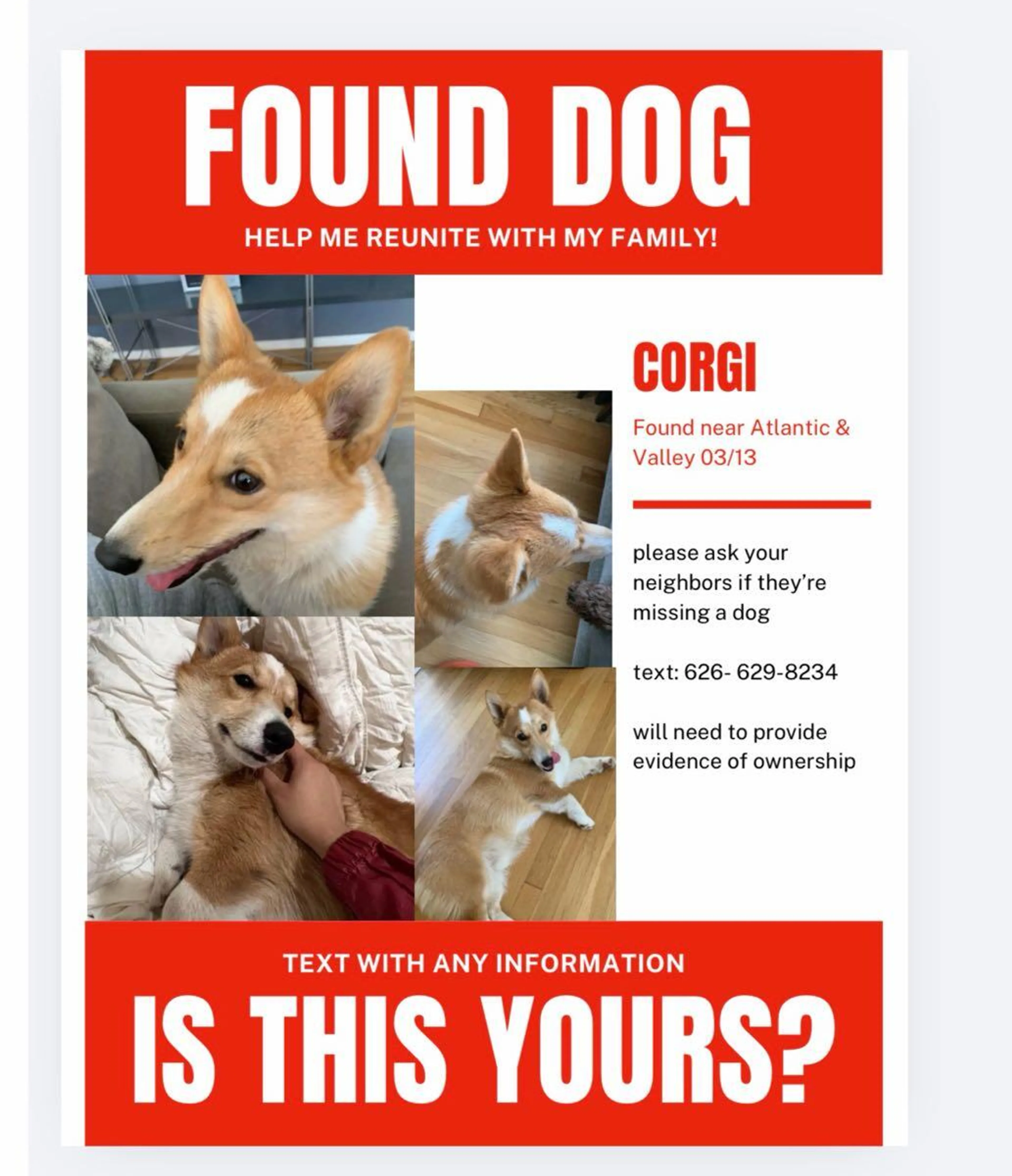 Found pet