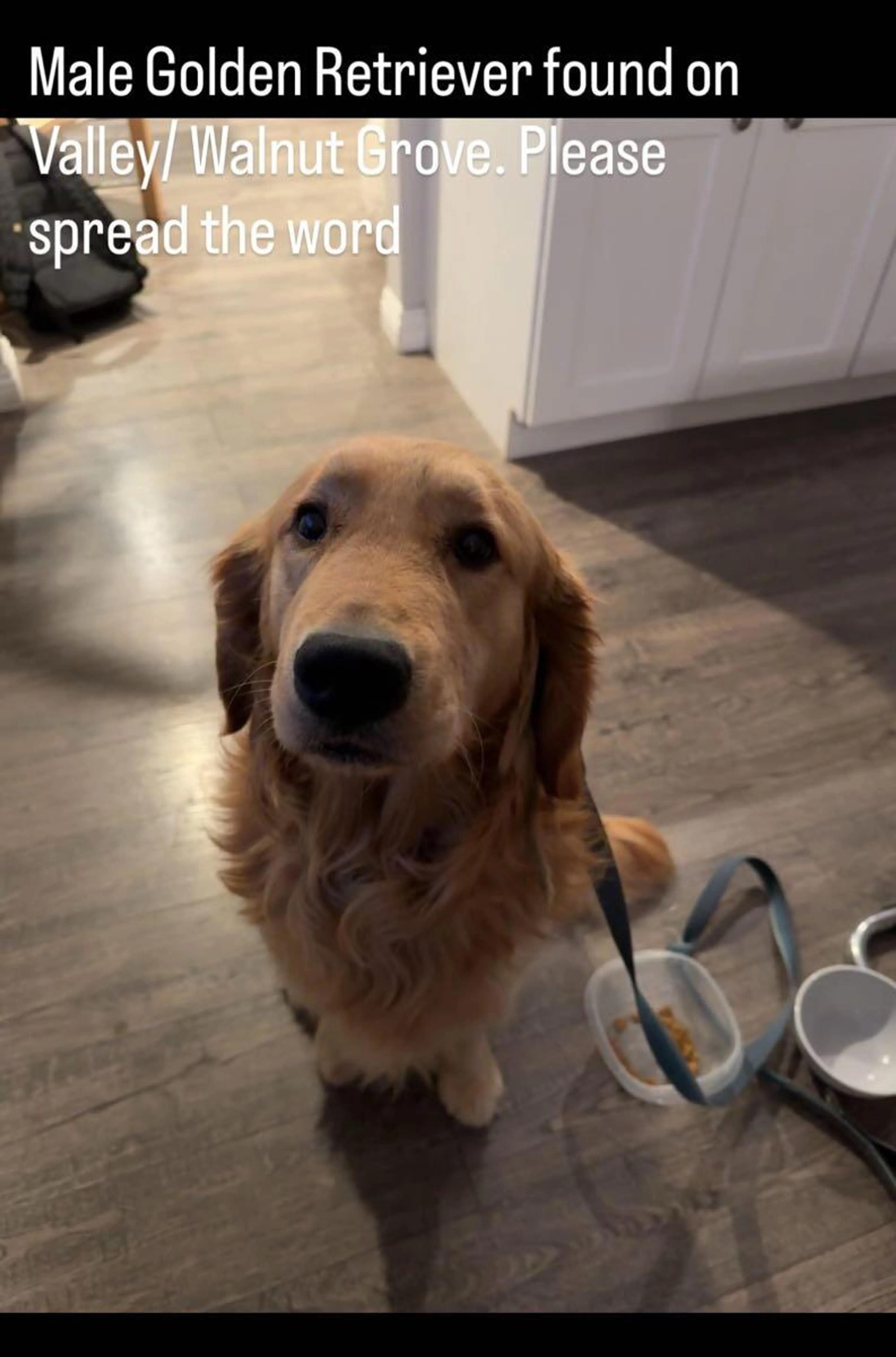 Found pet