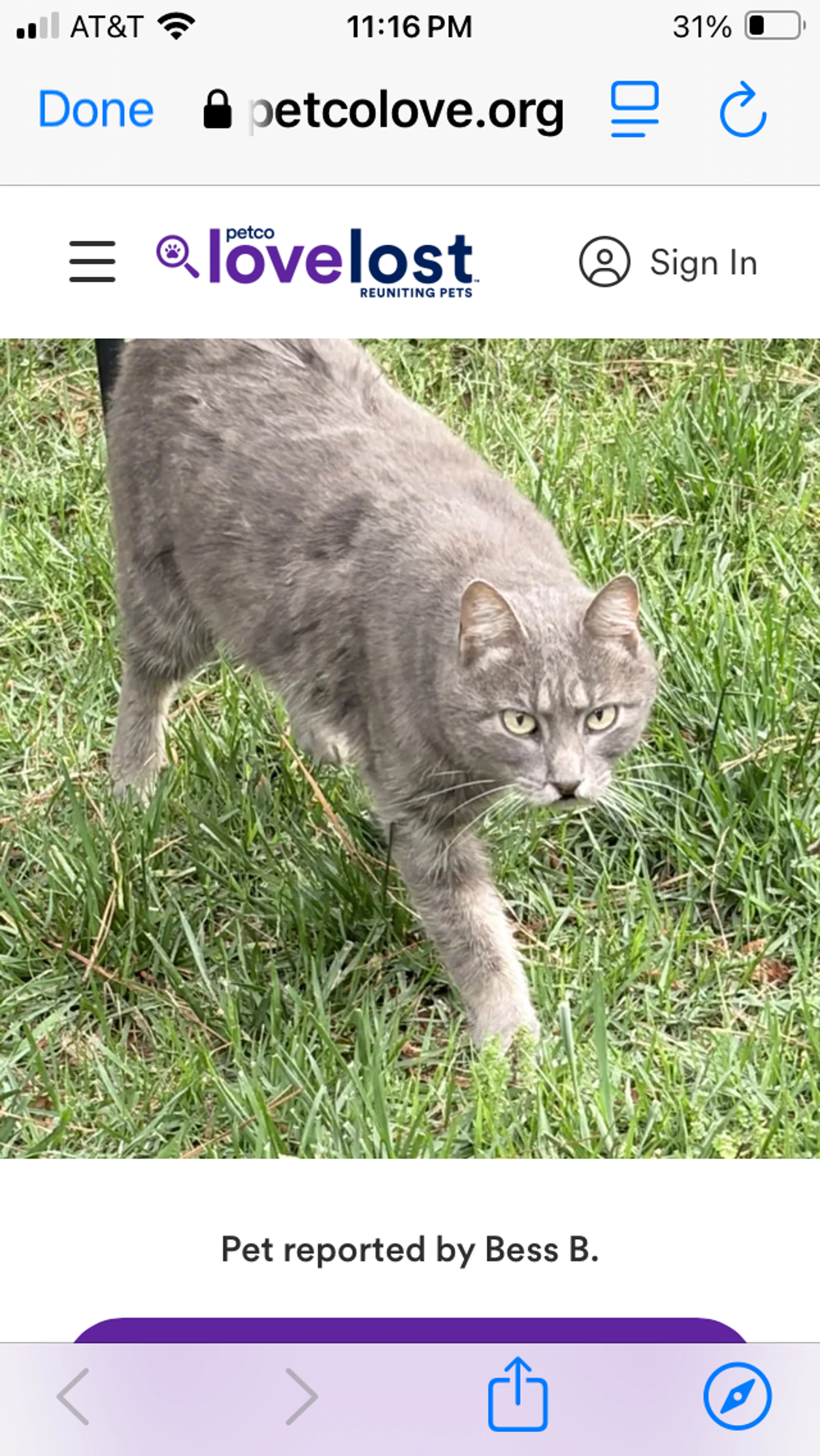 Found pet