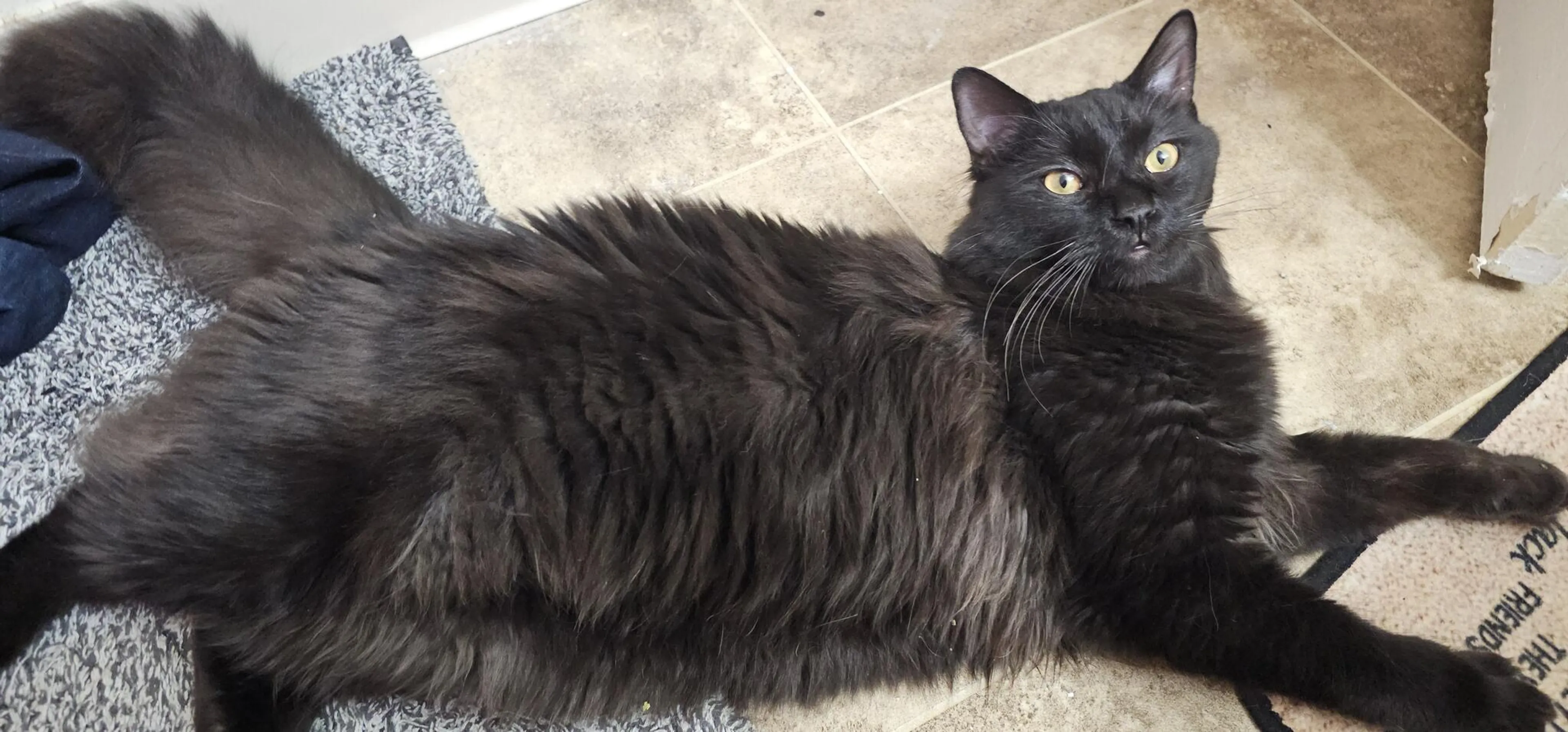Lost pet