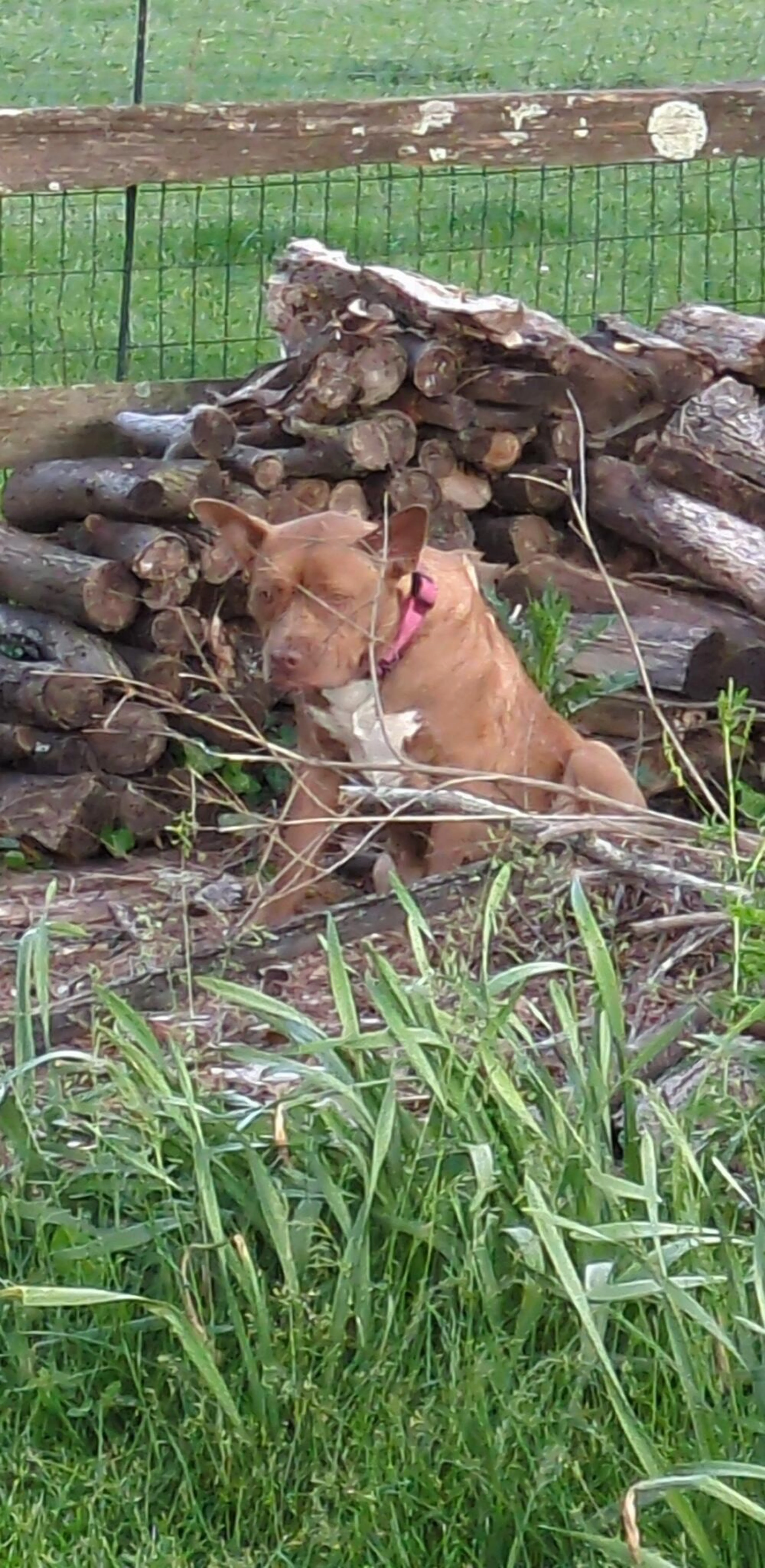 Lost pet