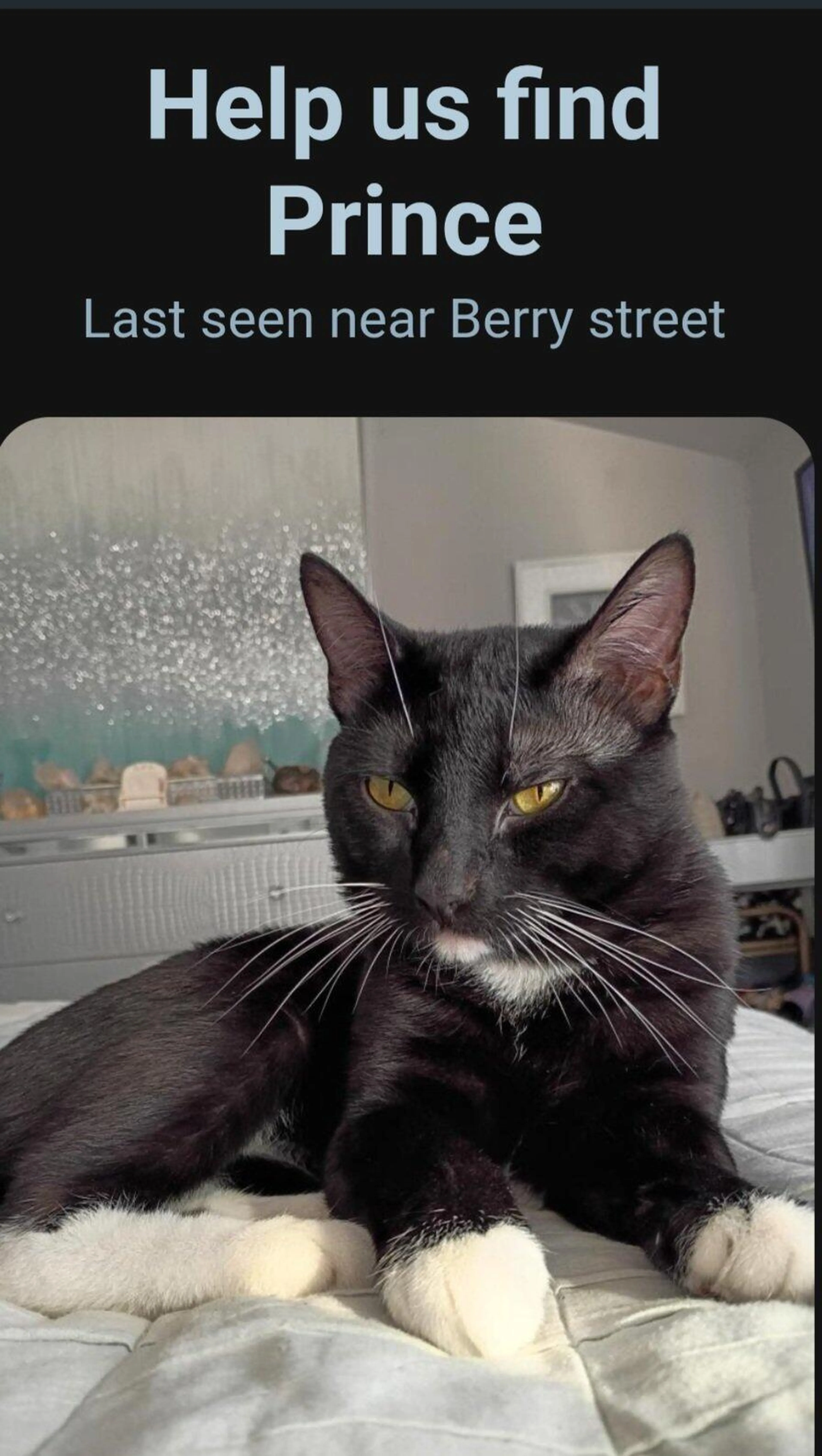 Lost pet