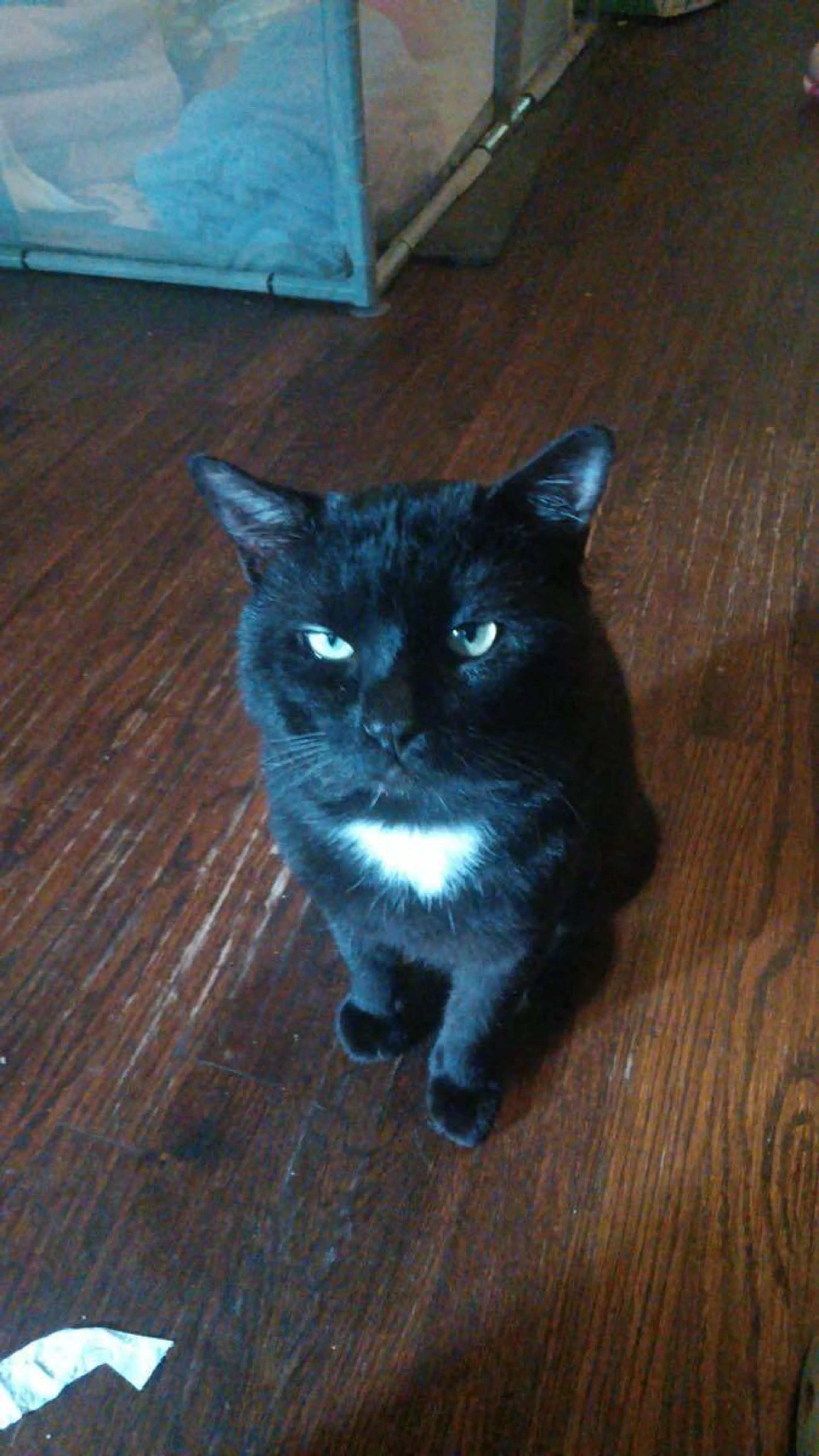 Lost pet