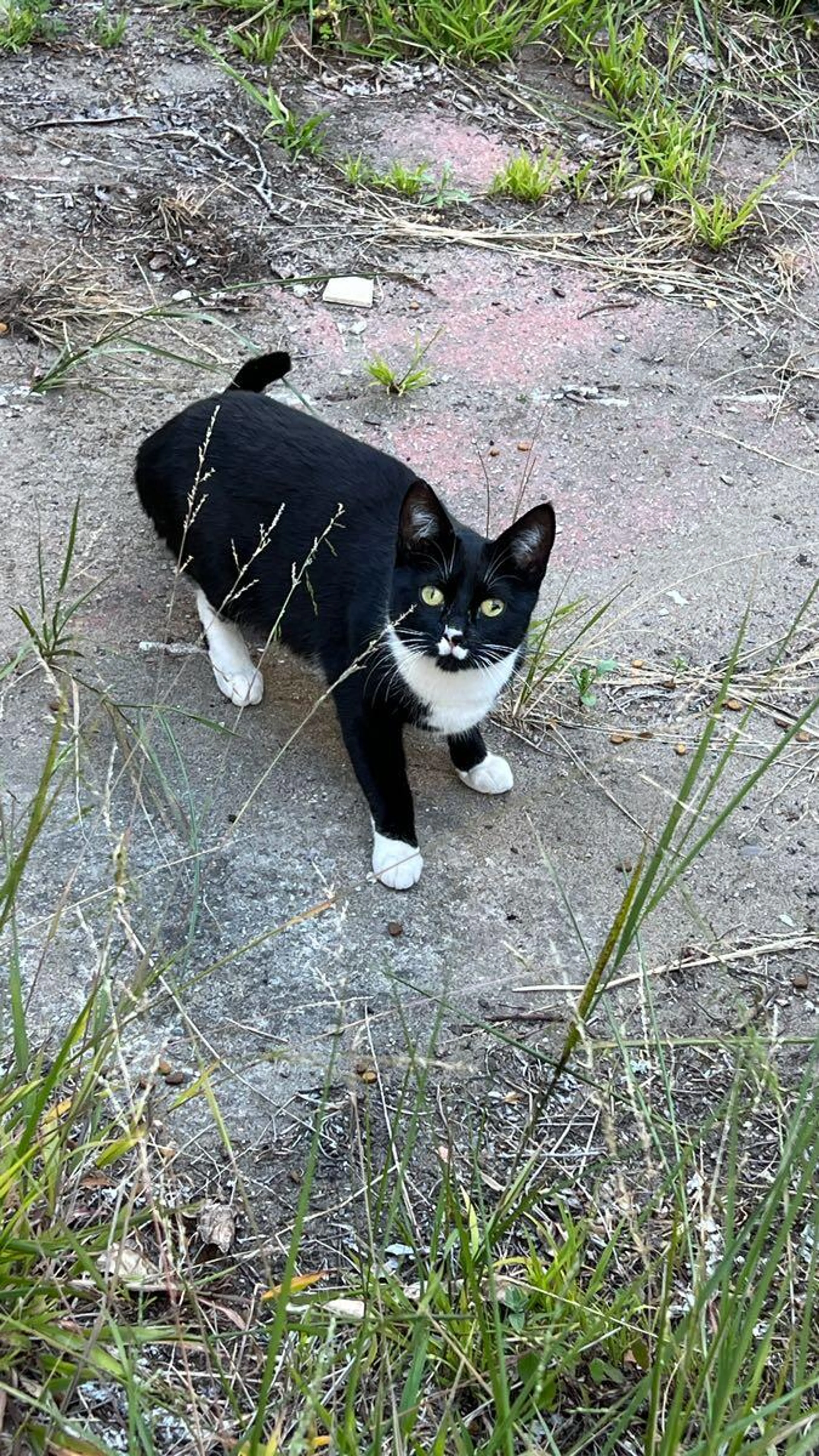Found pet