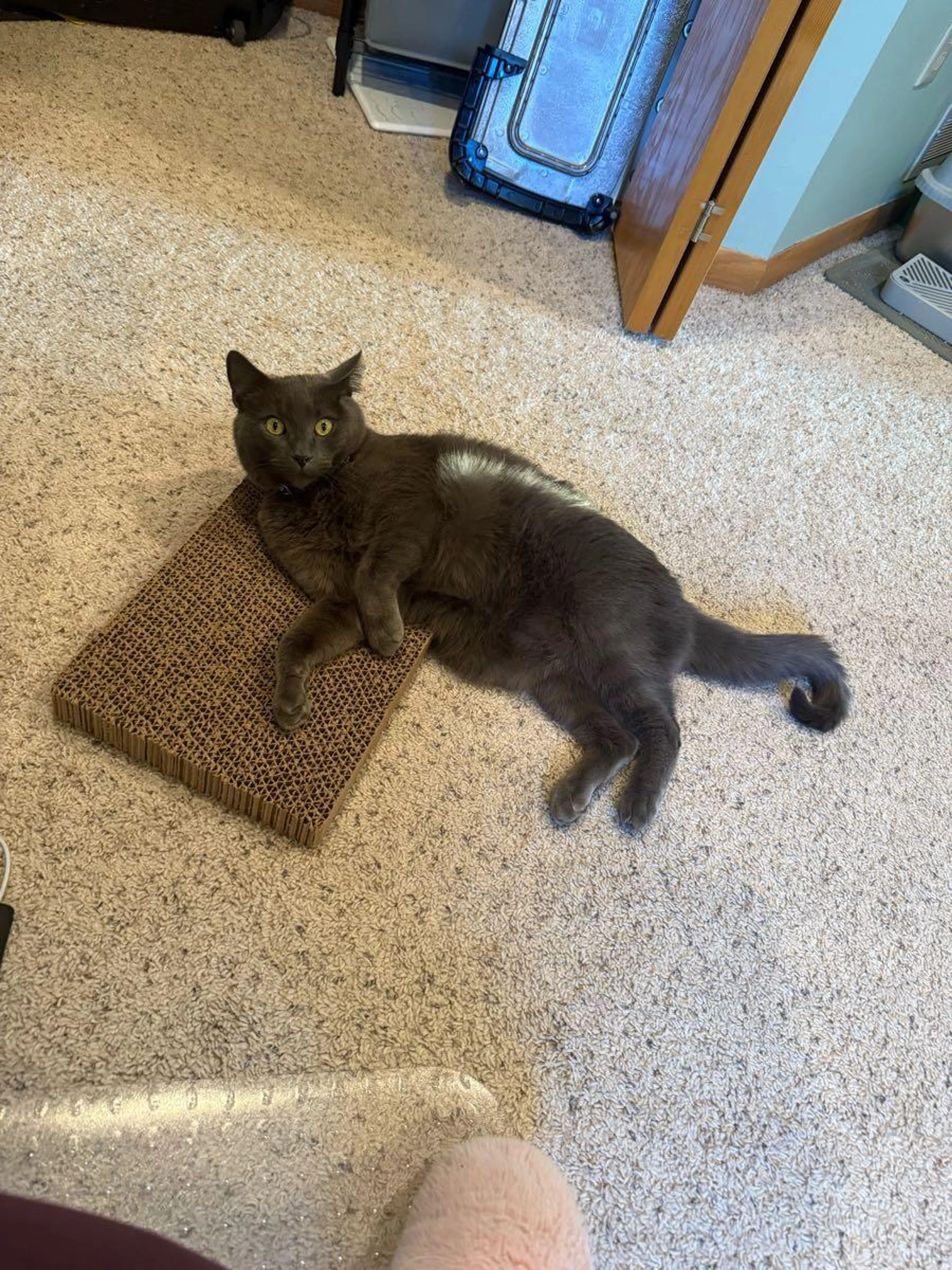 Lost pet