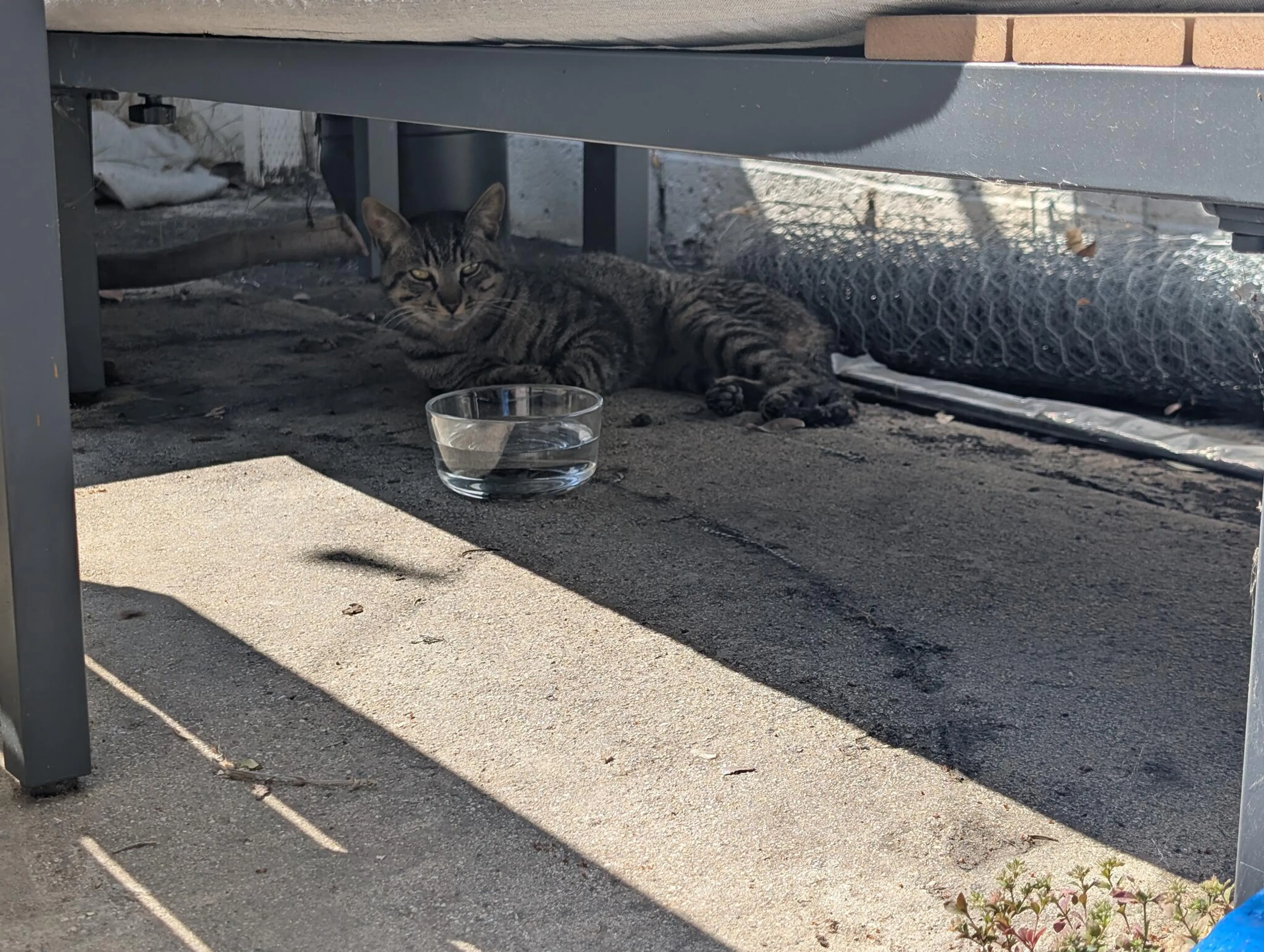 Found pet