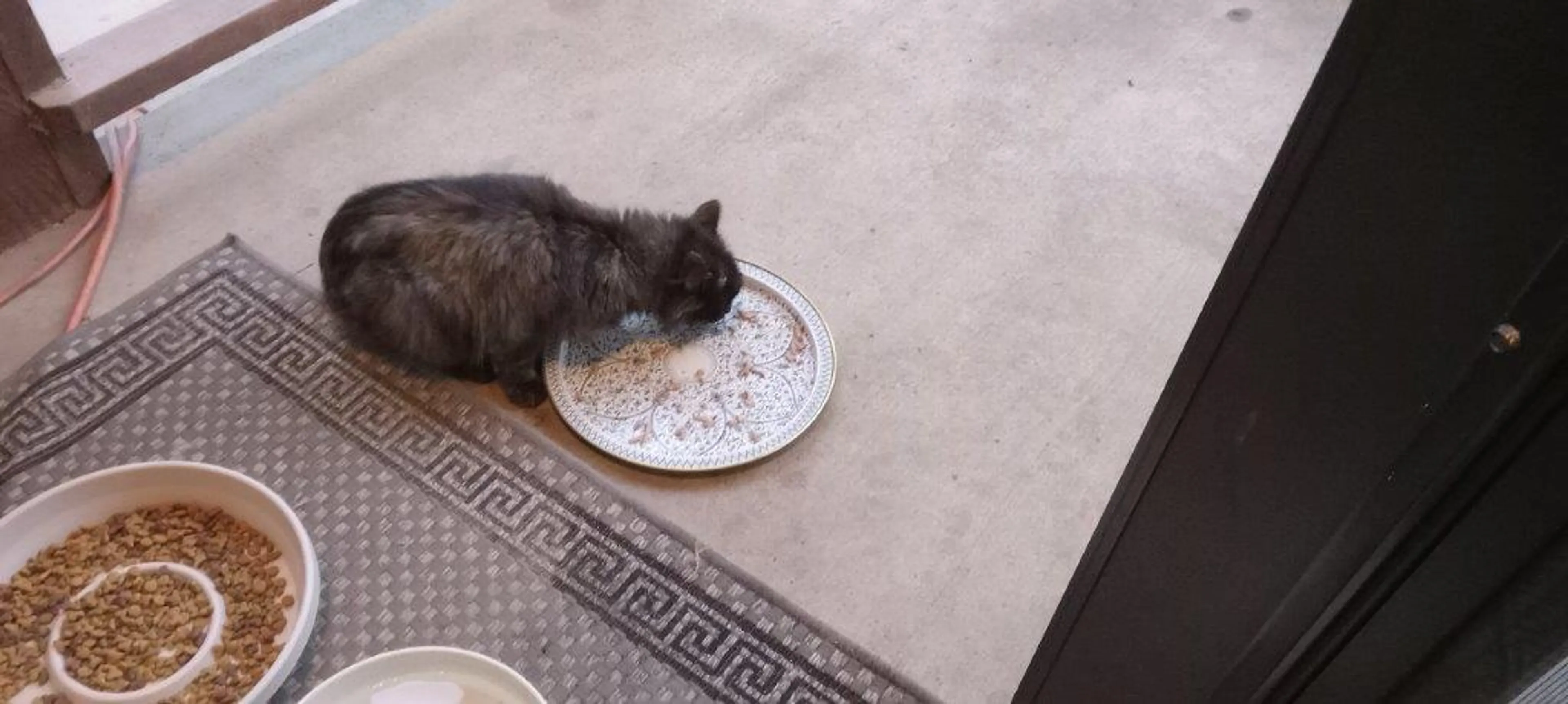 Found pet