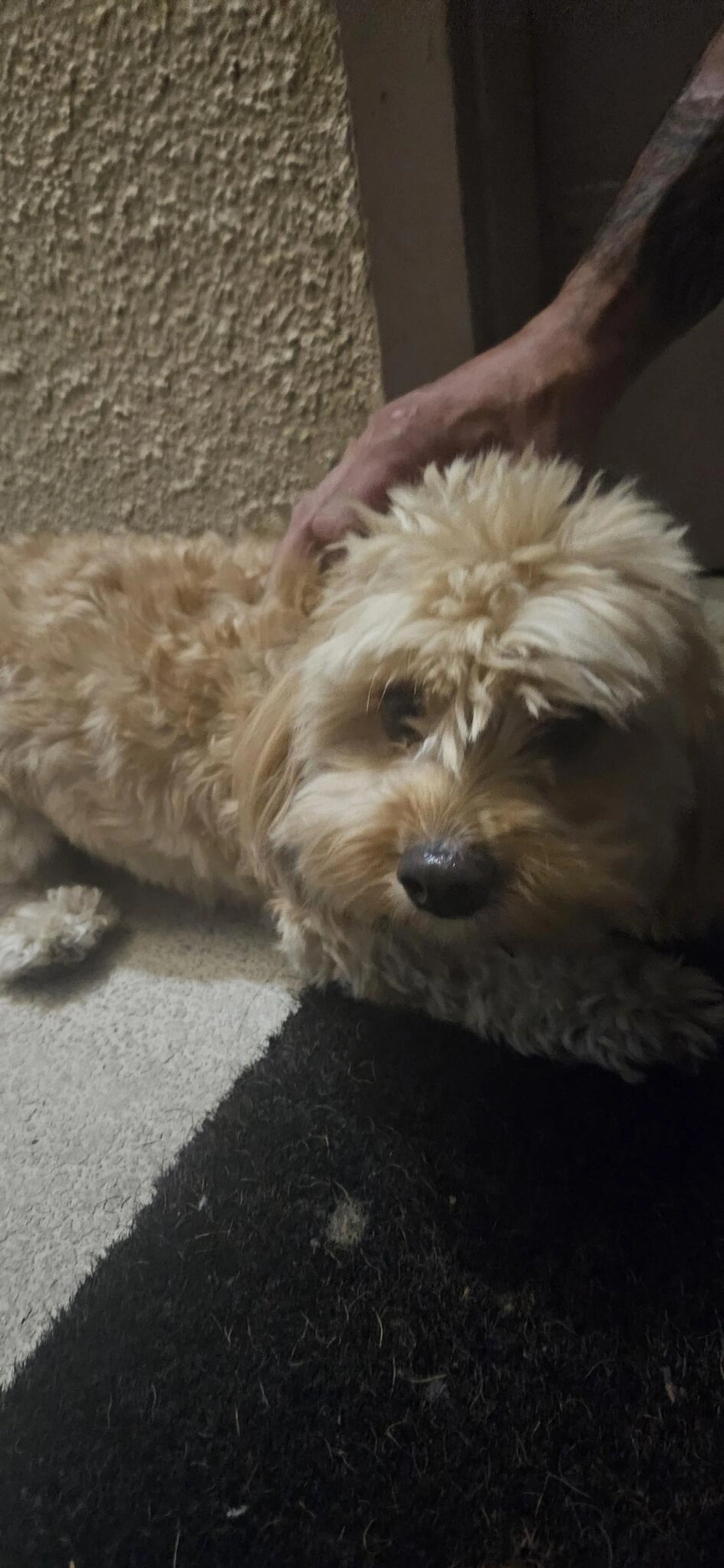 Found pet