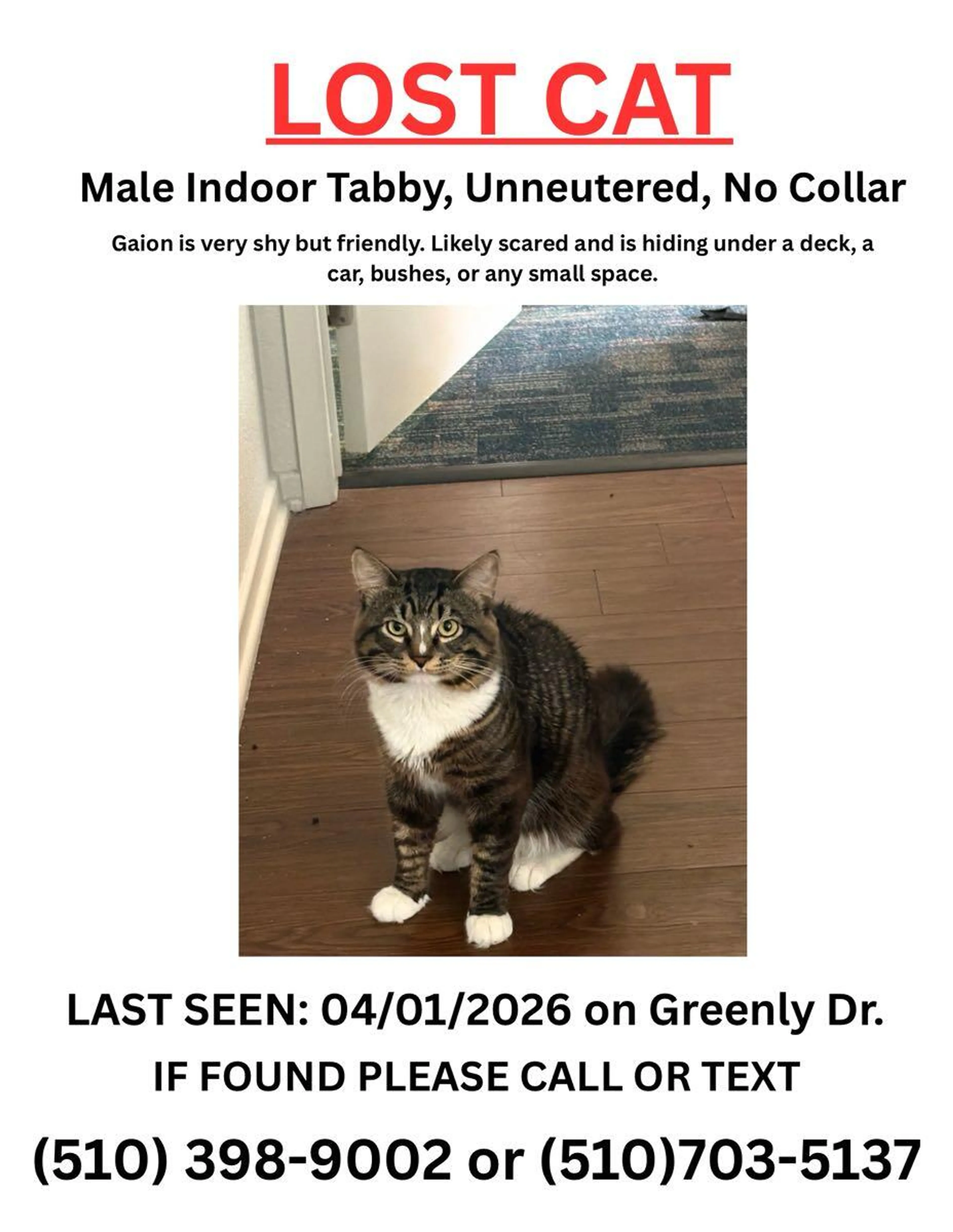 Lost pet