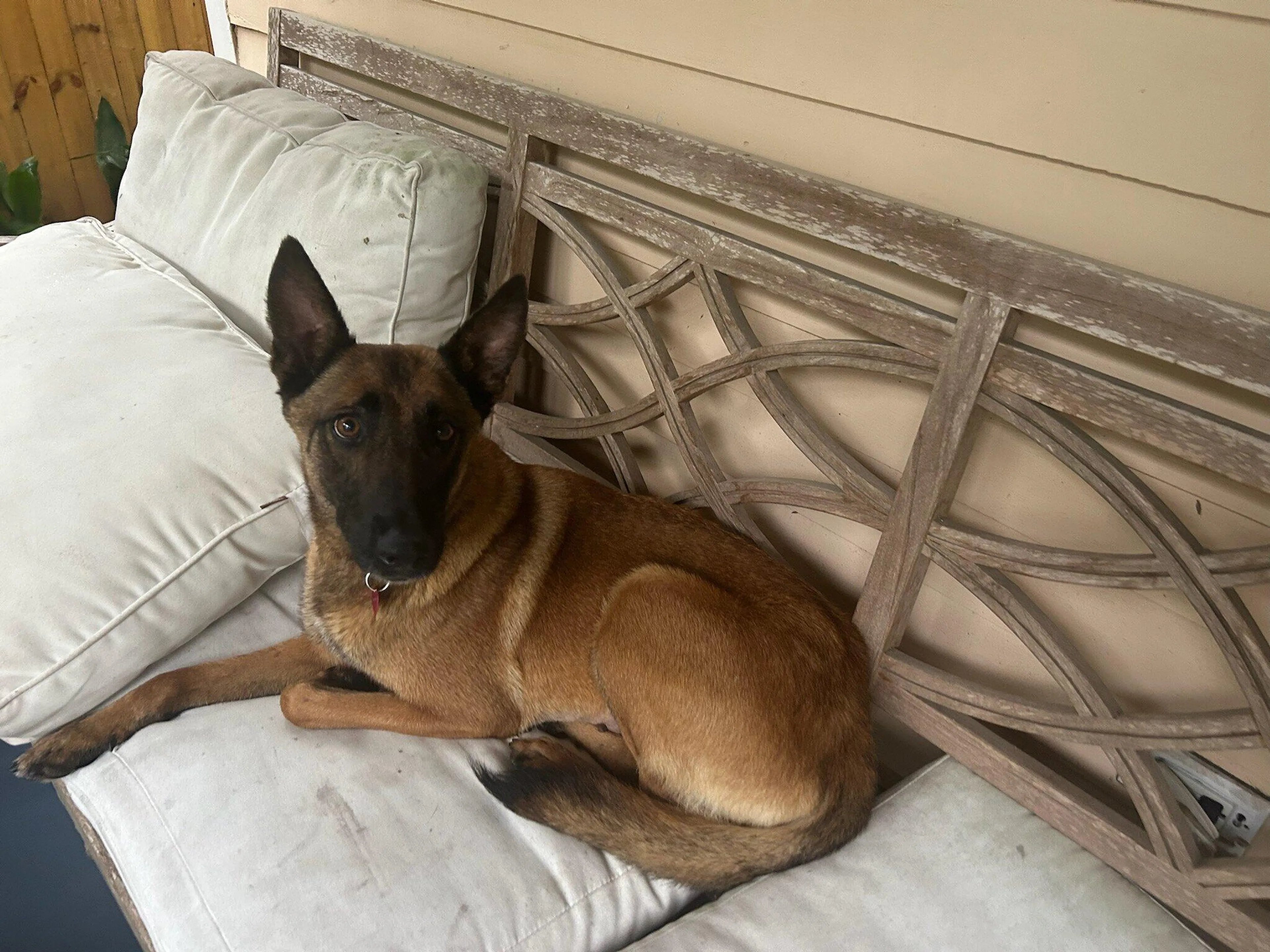 Lost pet