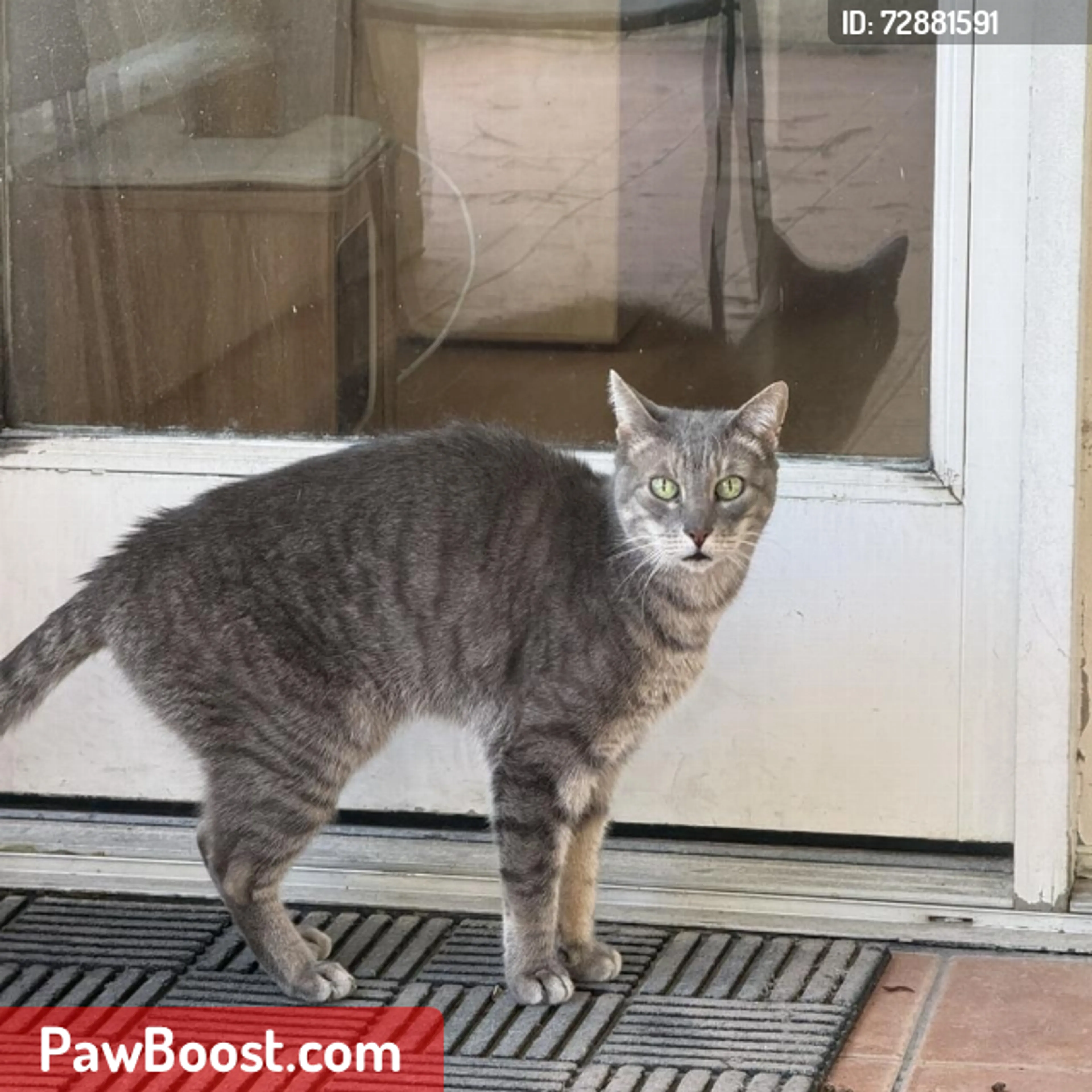 Lost pet