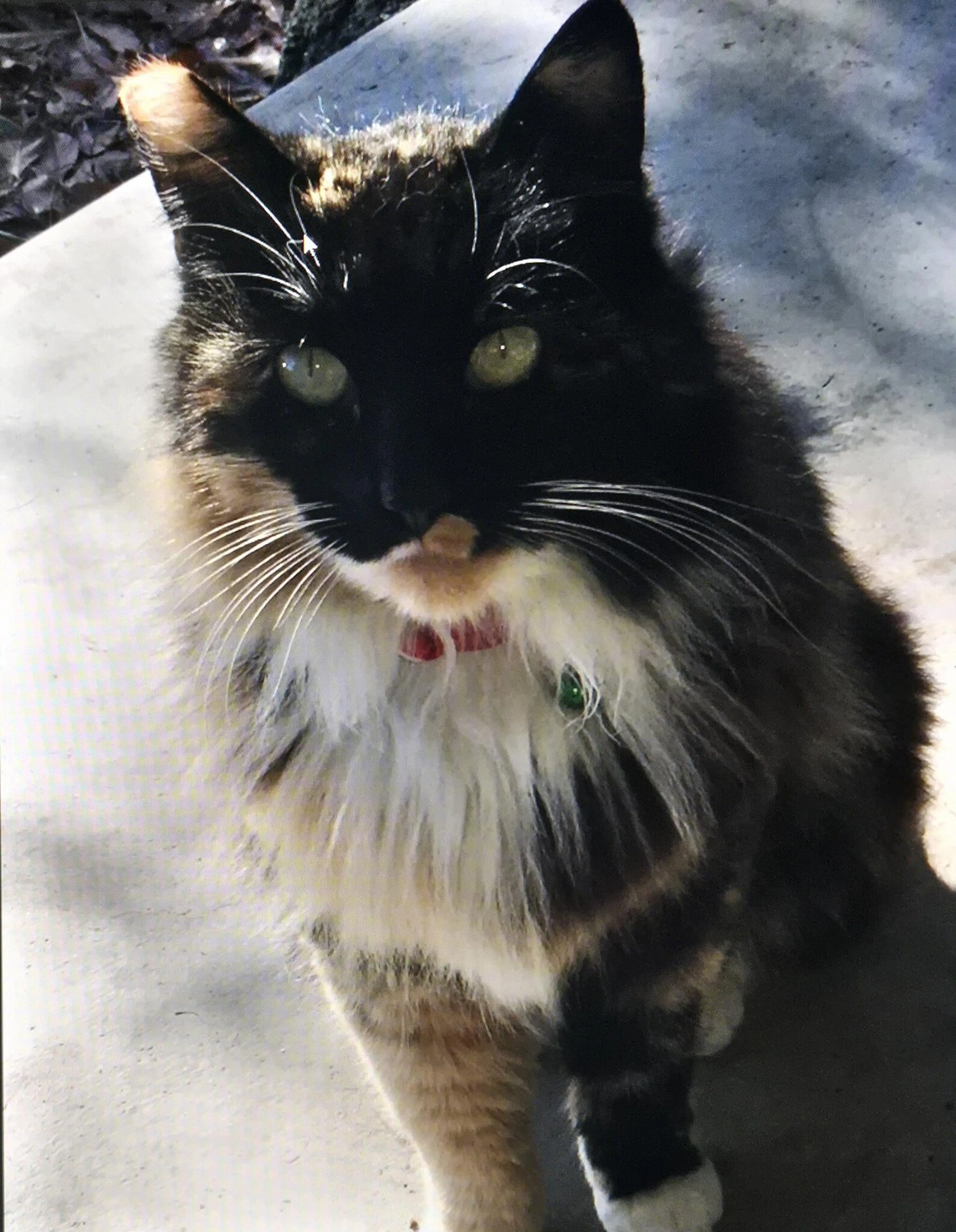 Lost pet
