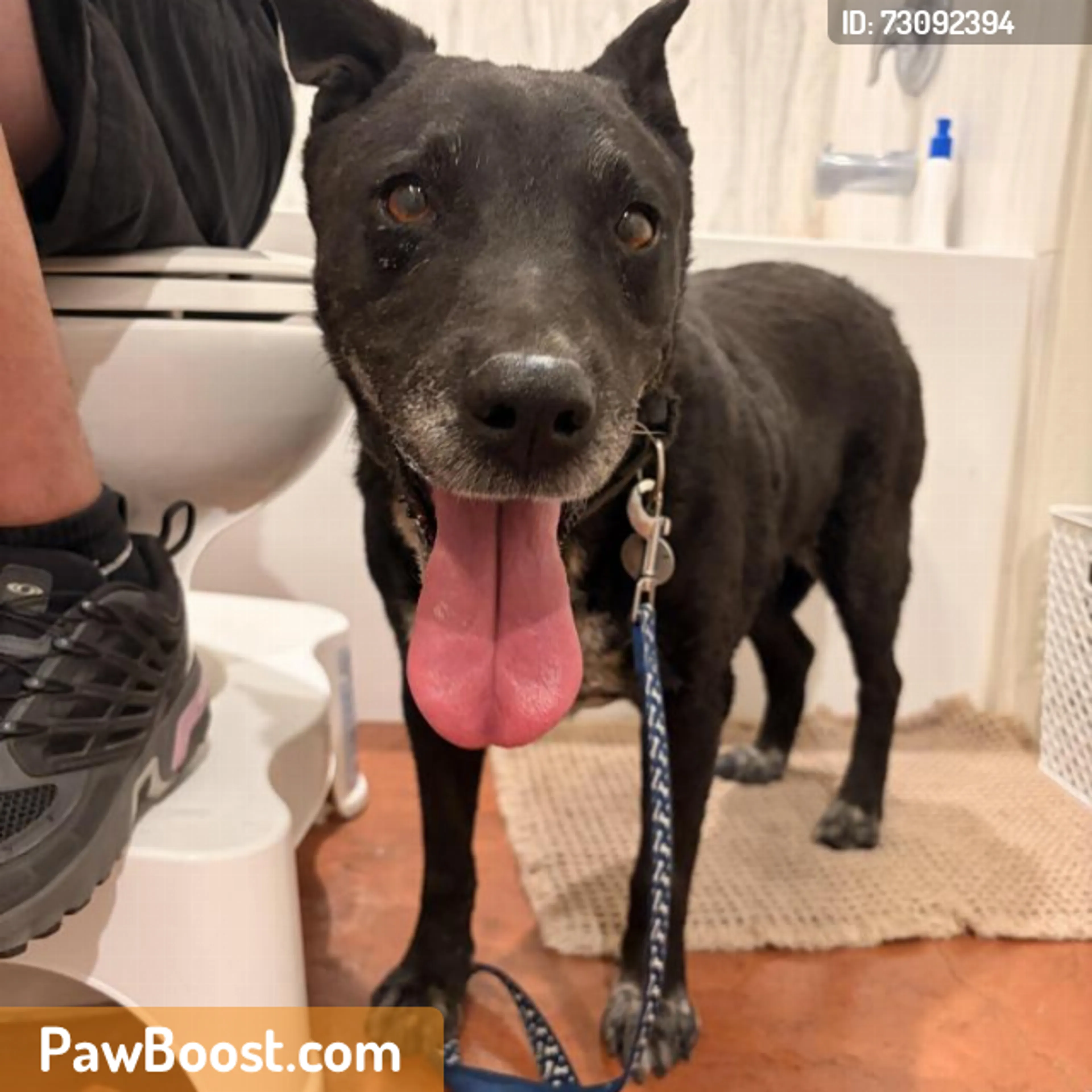 cdn image
