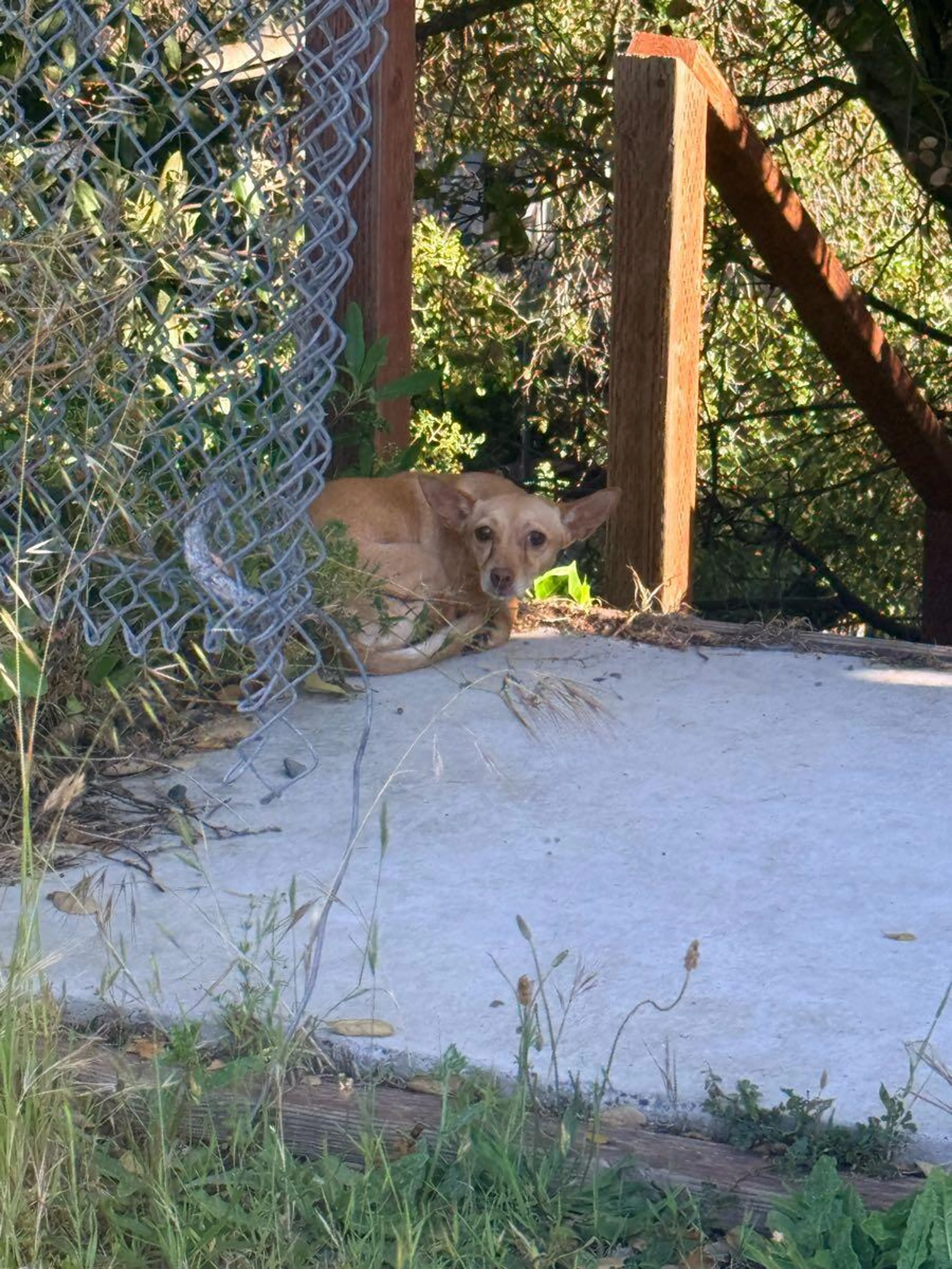 Found pet