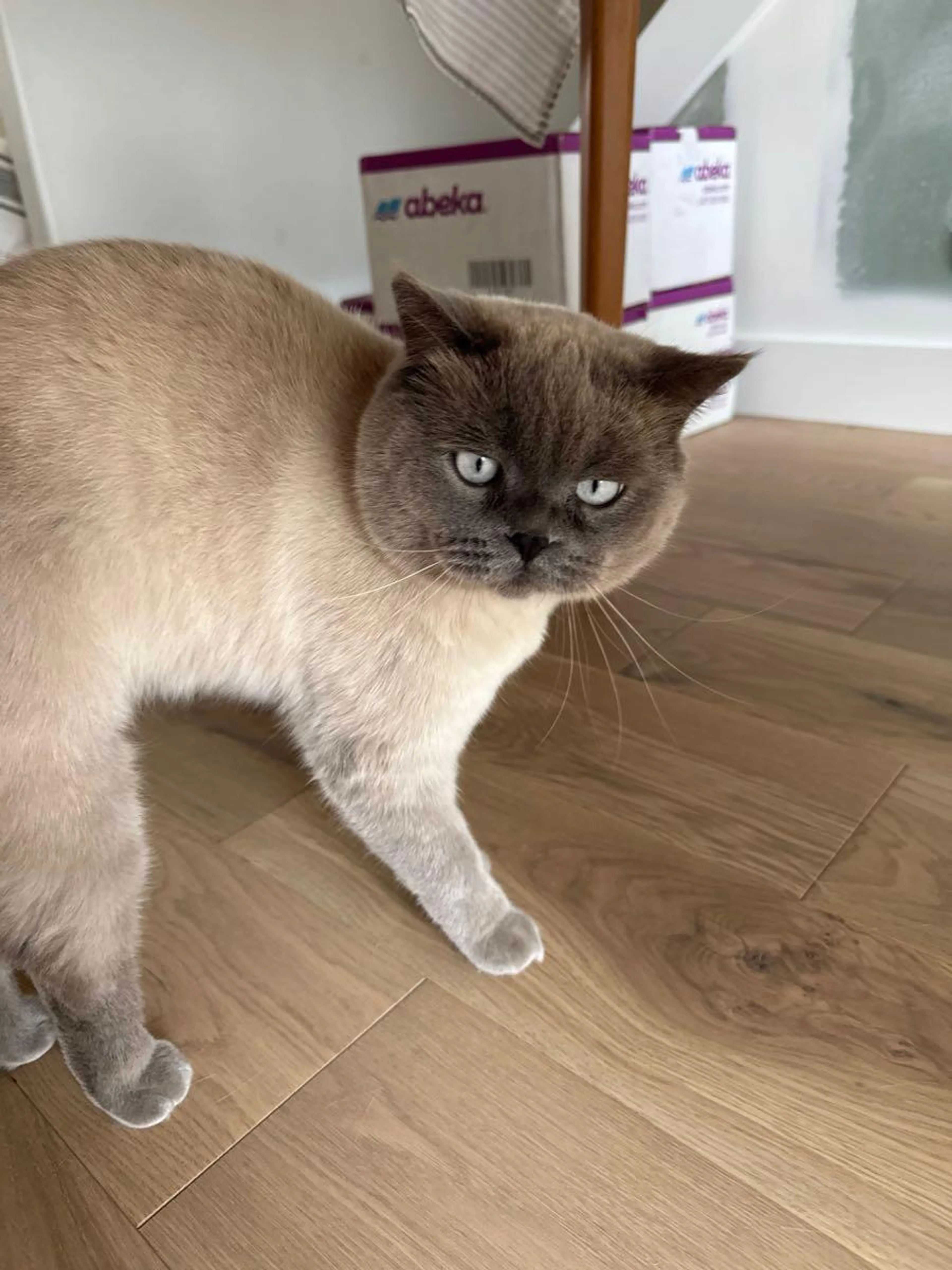 Lost pet