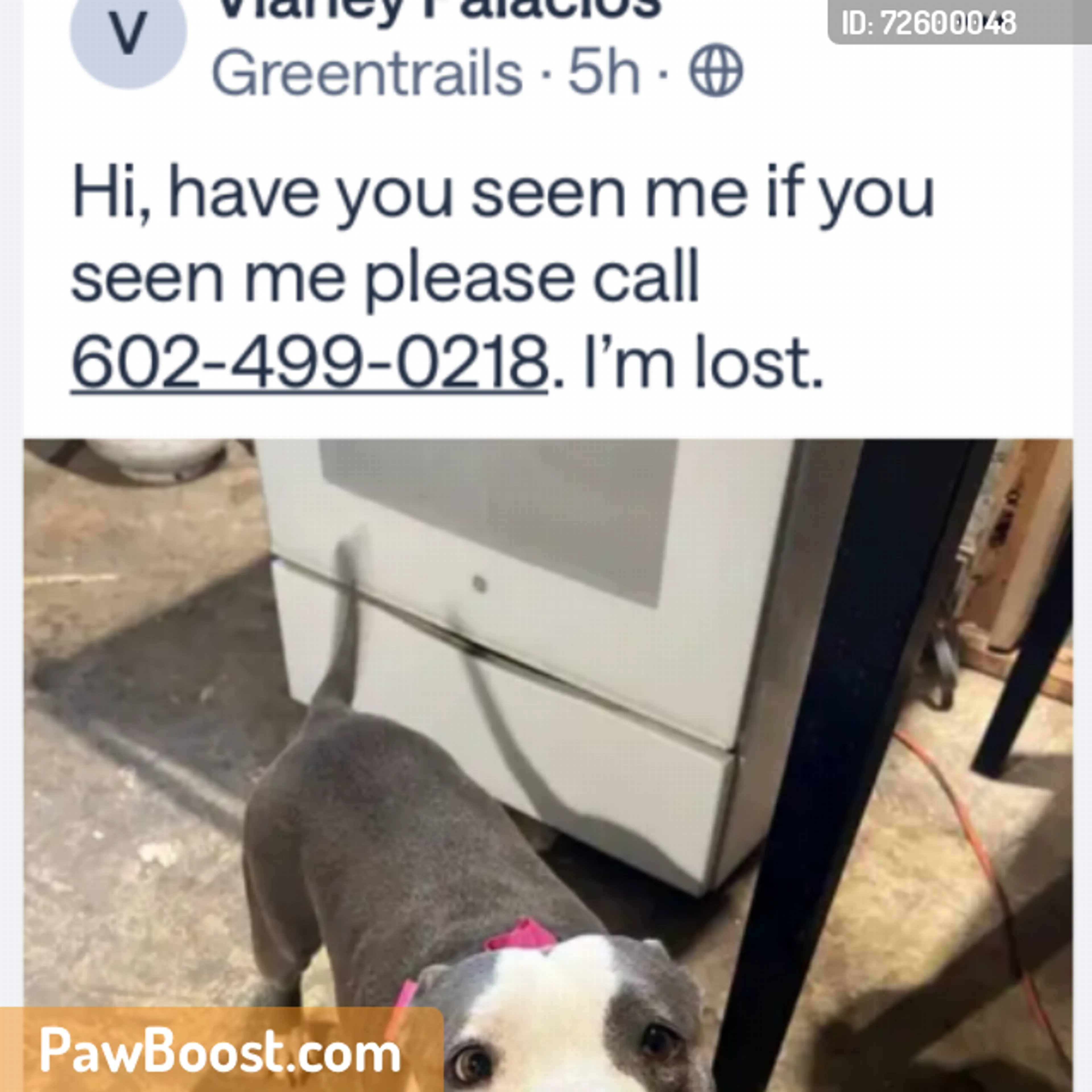Found pet