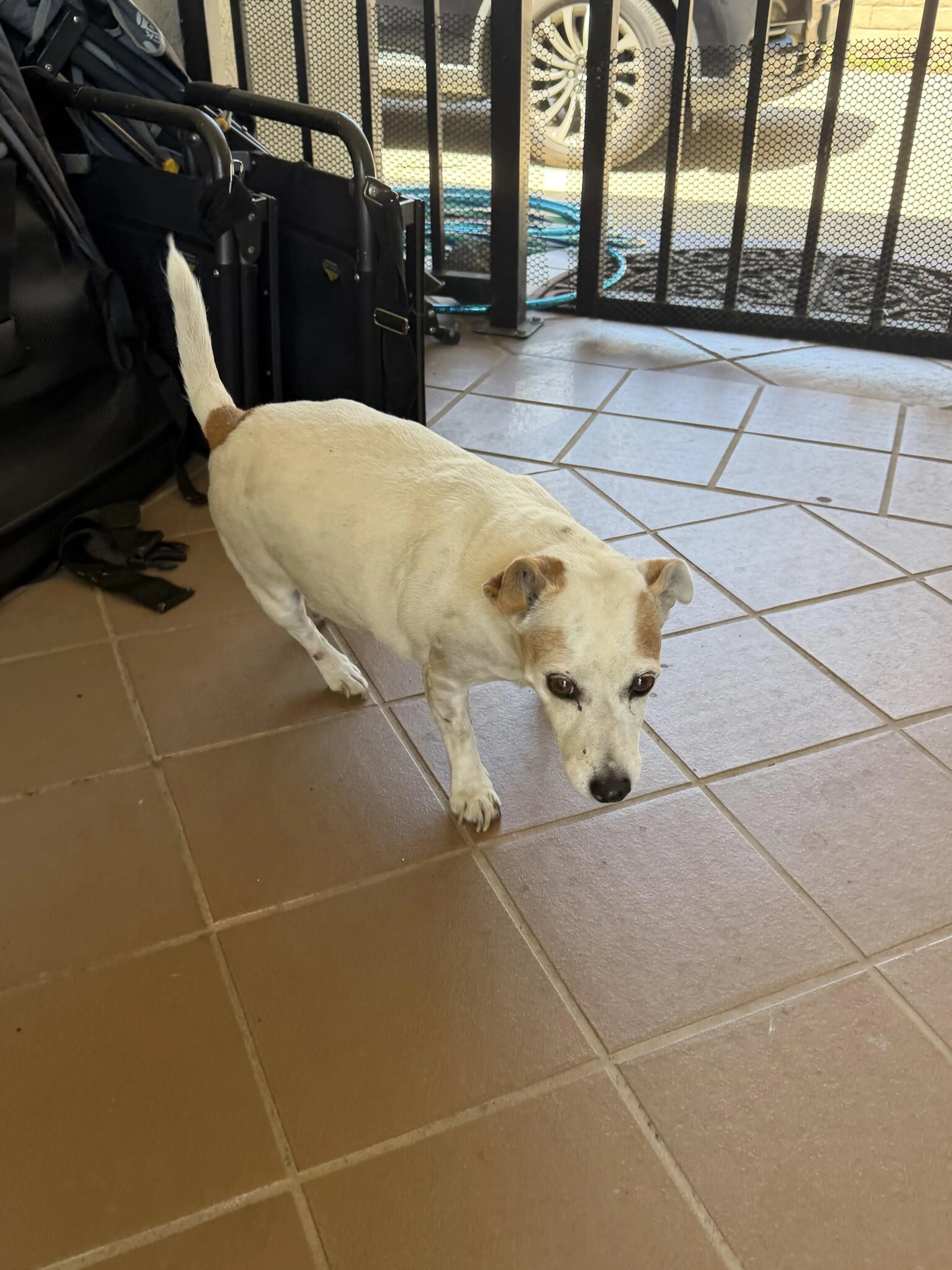 Found pet