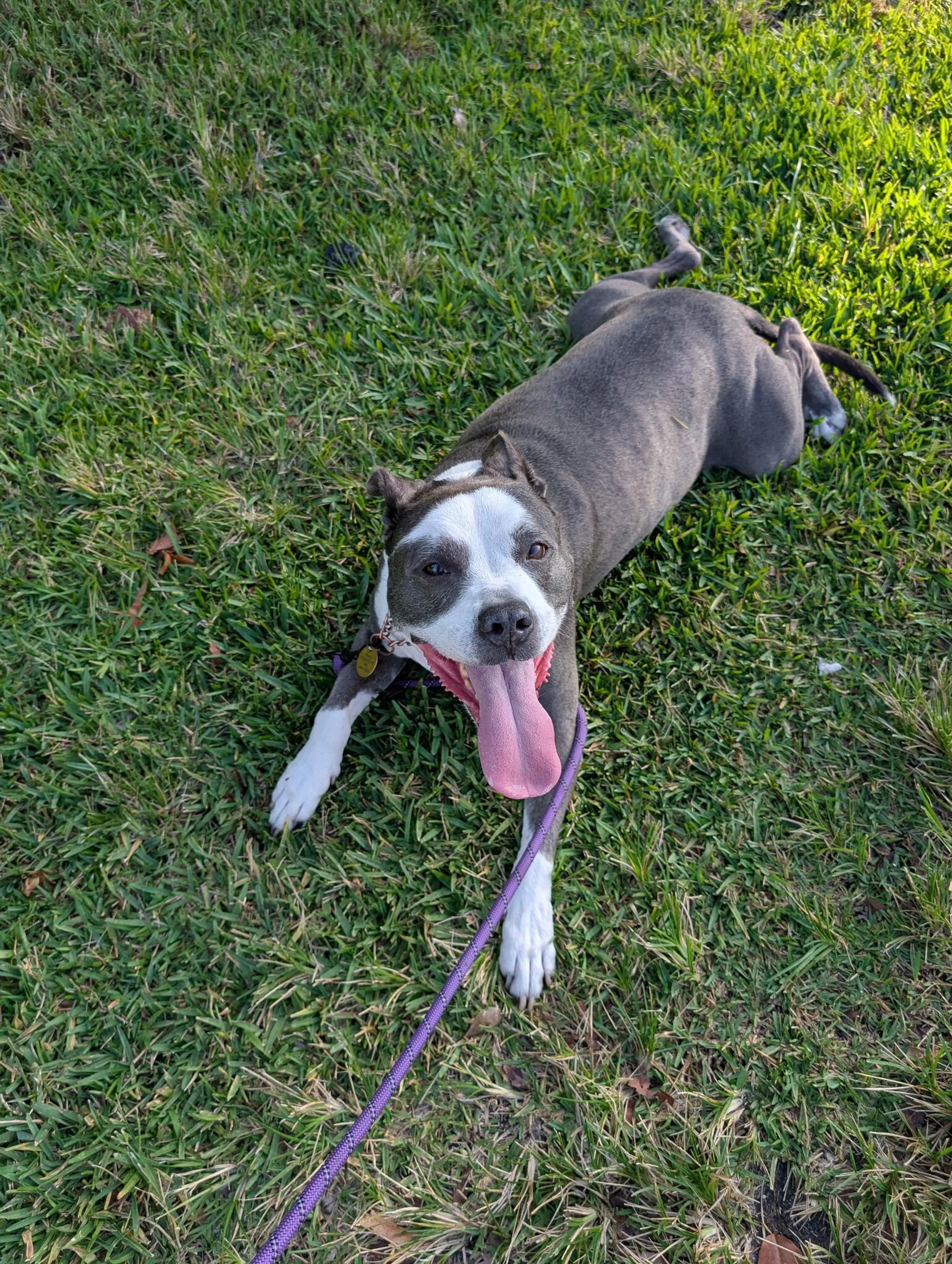 Found pet