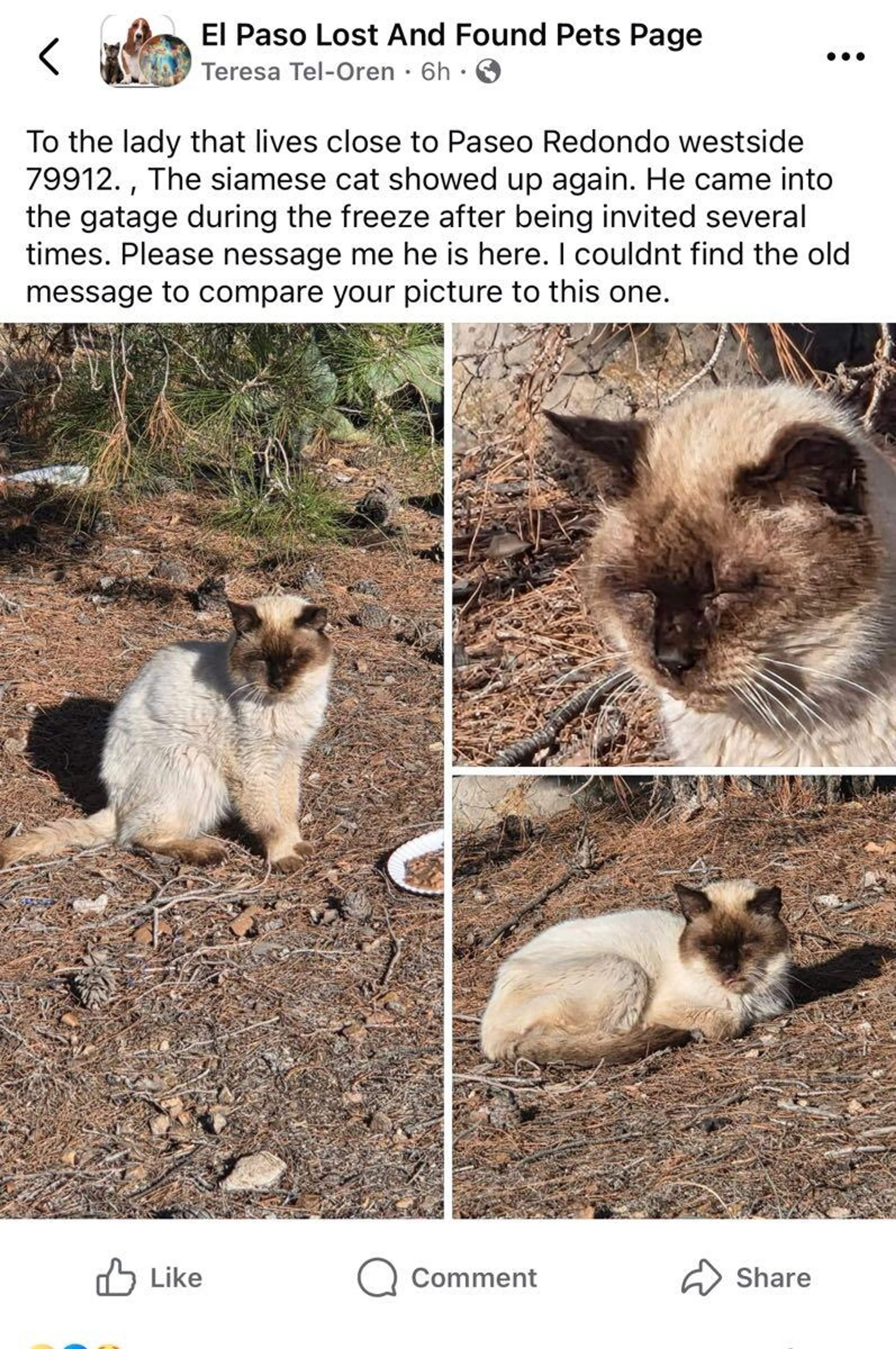 Found pet