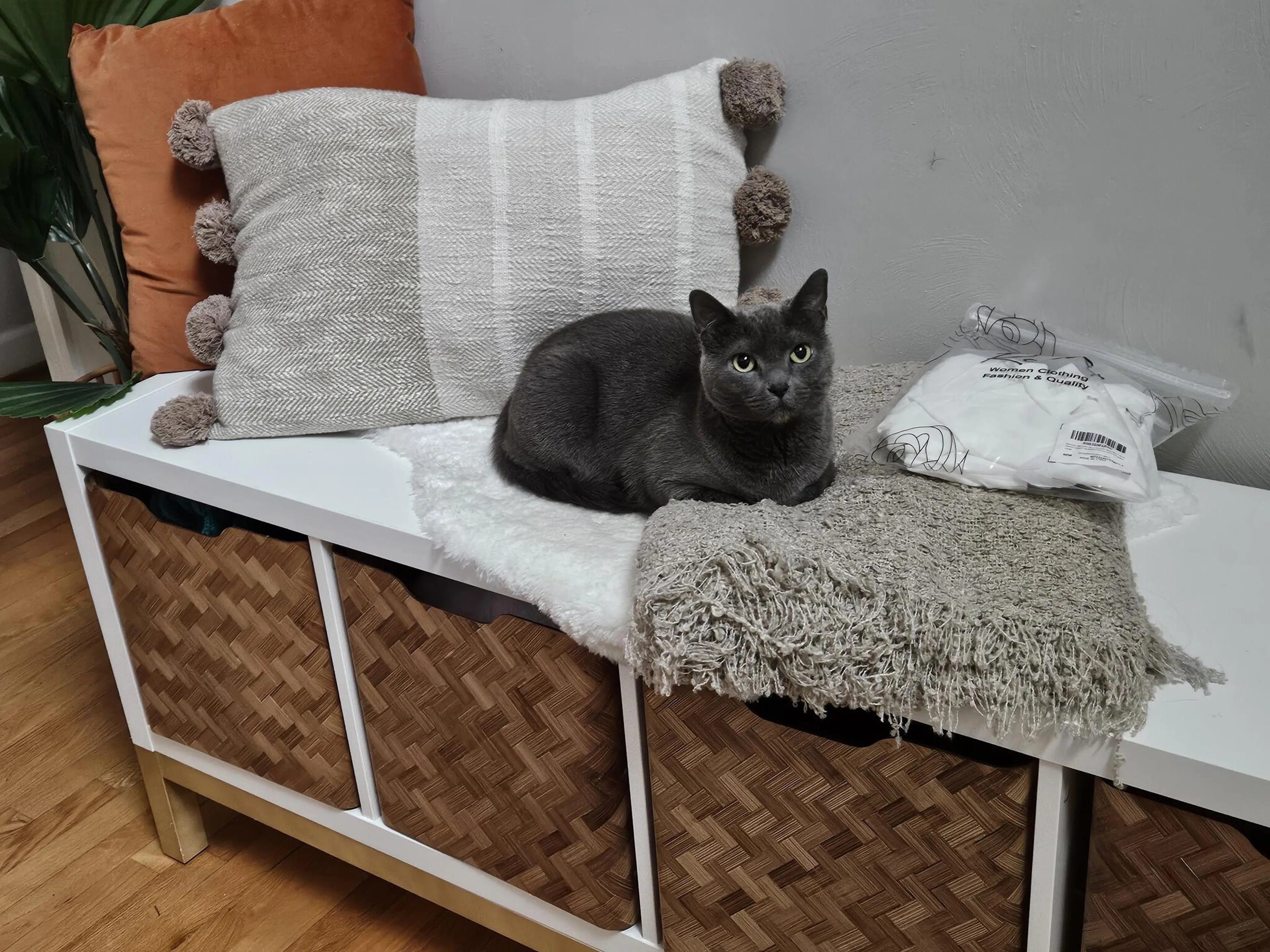 Lost pet