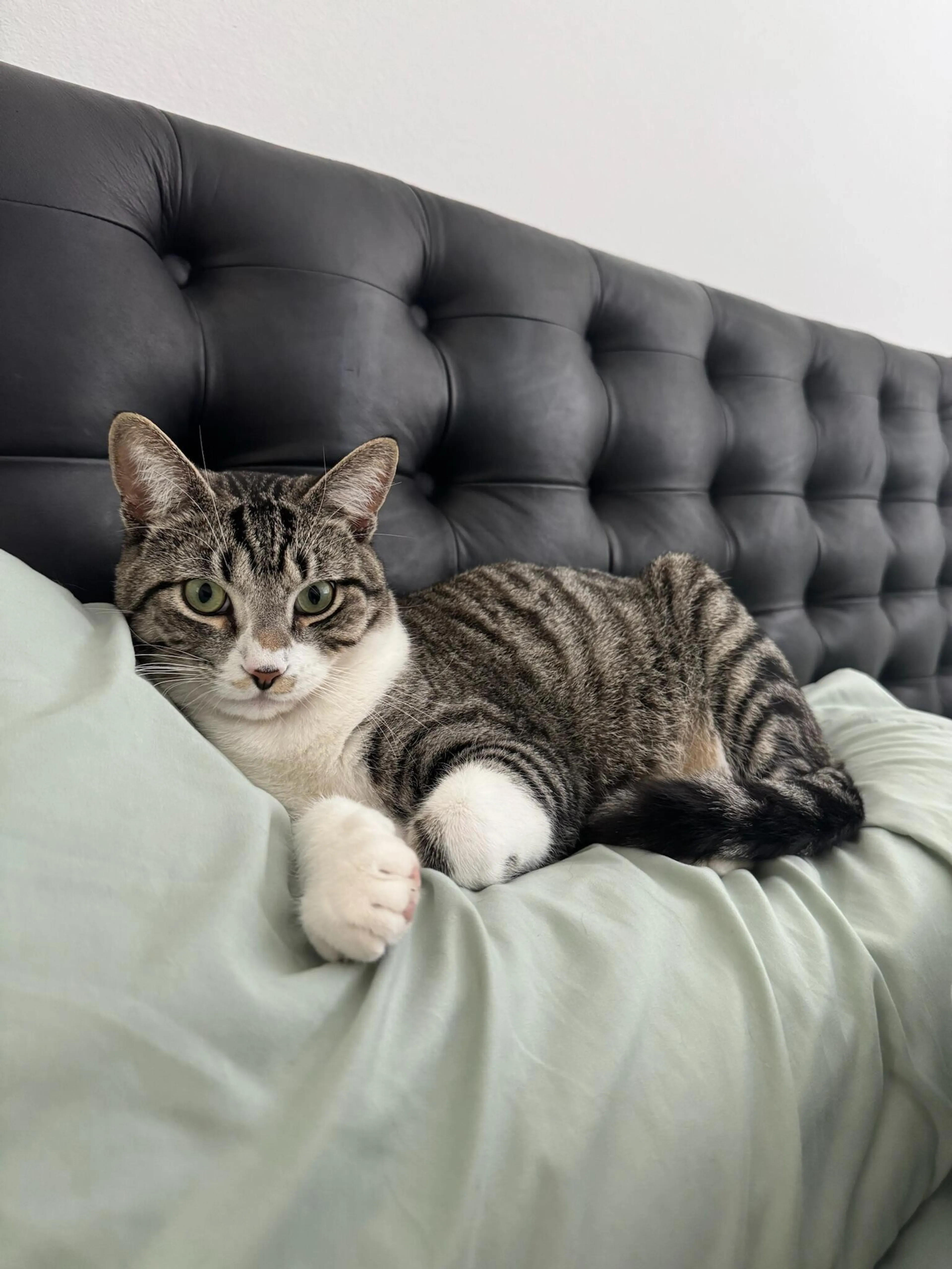 Lost pet