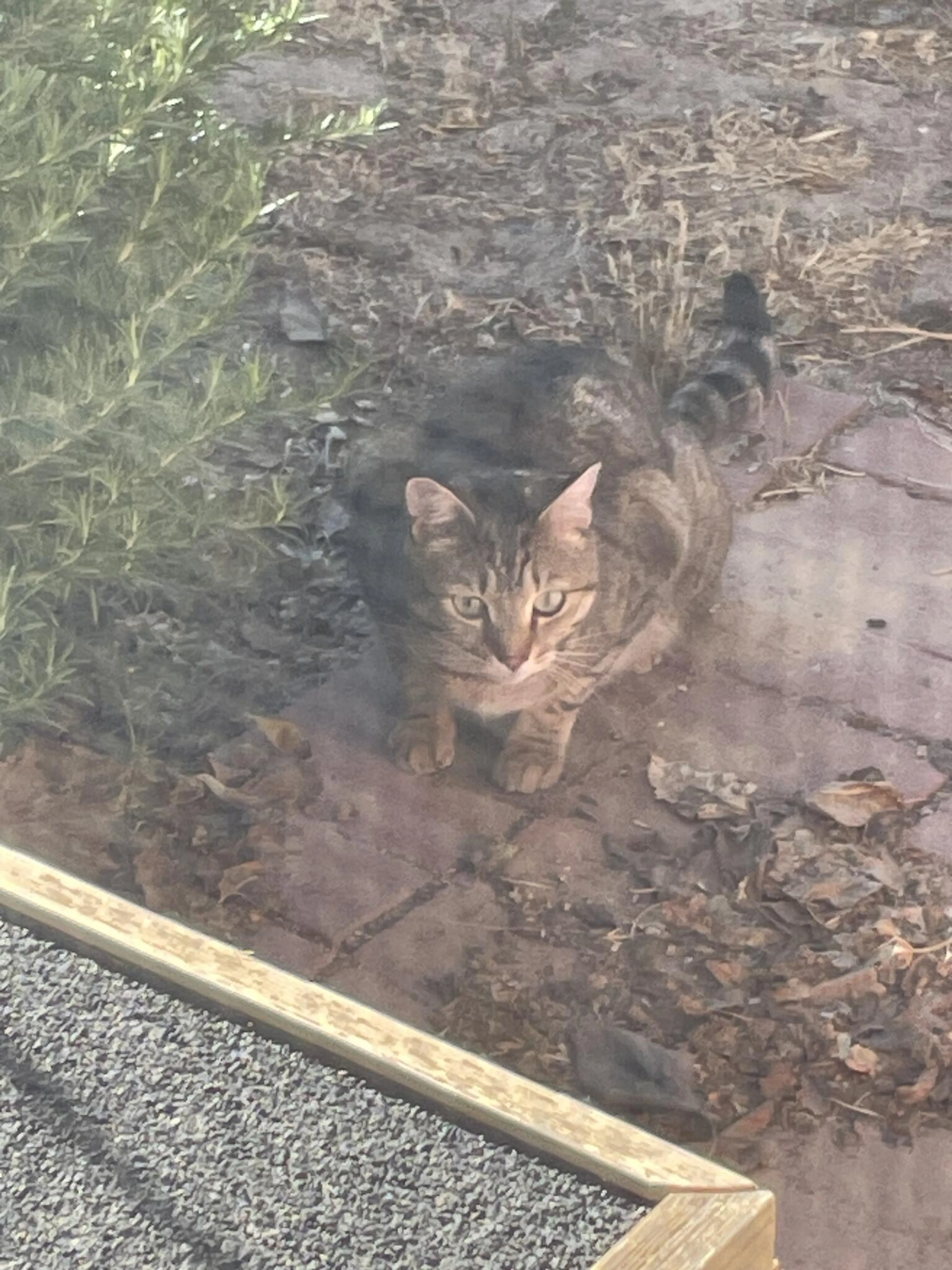 Found pet