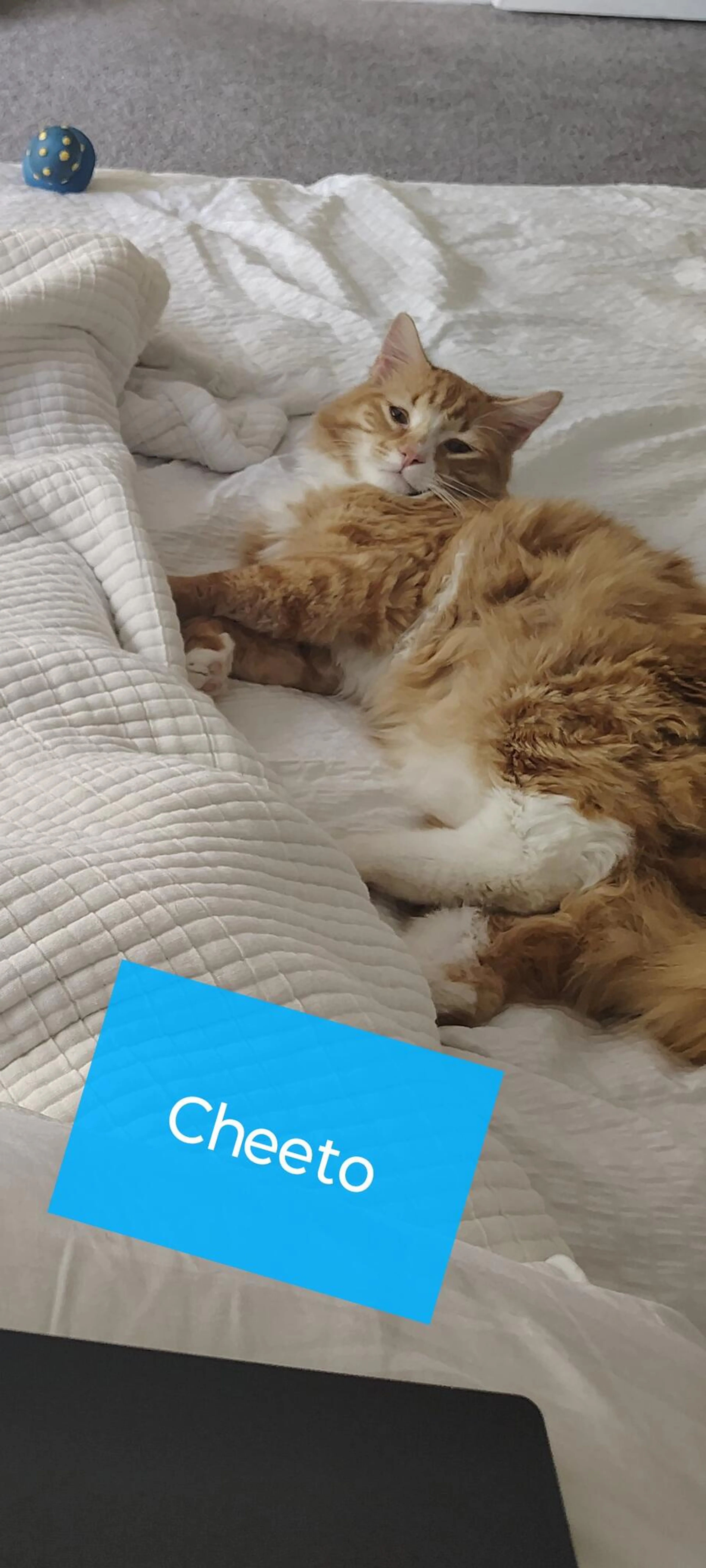 Lost pet