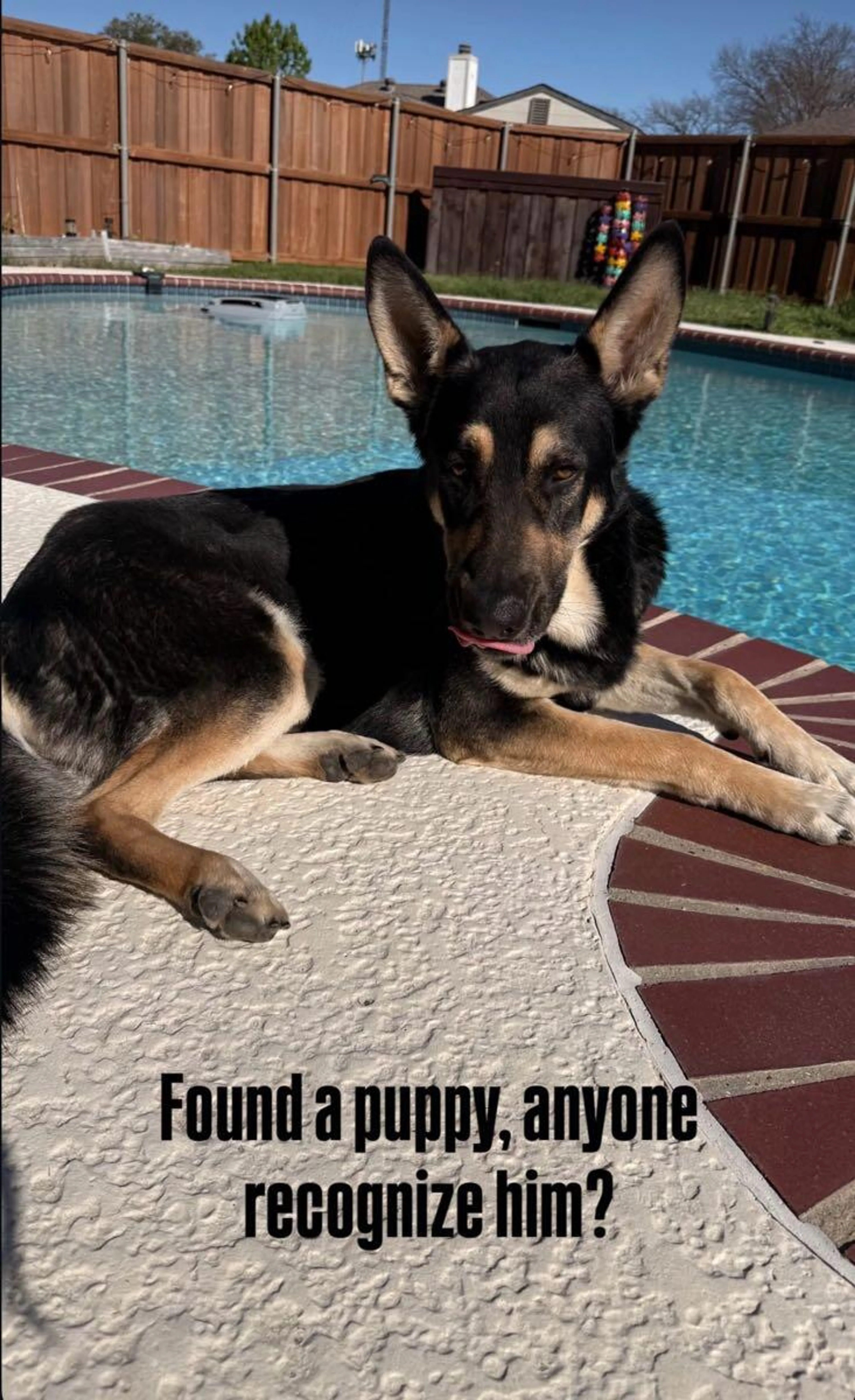 Found pet