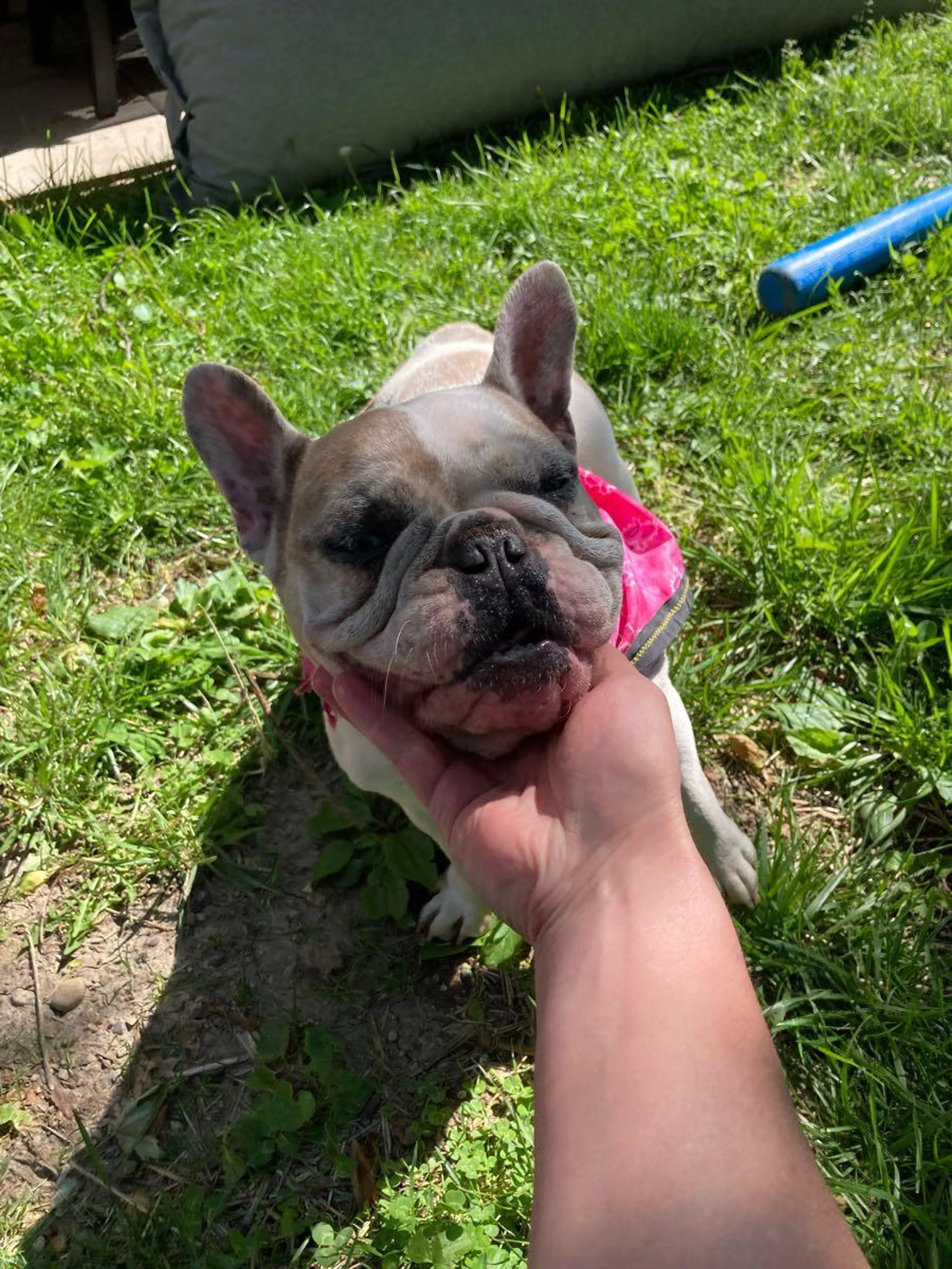 Found pet
