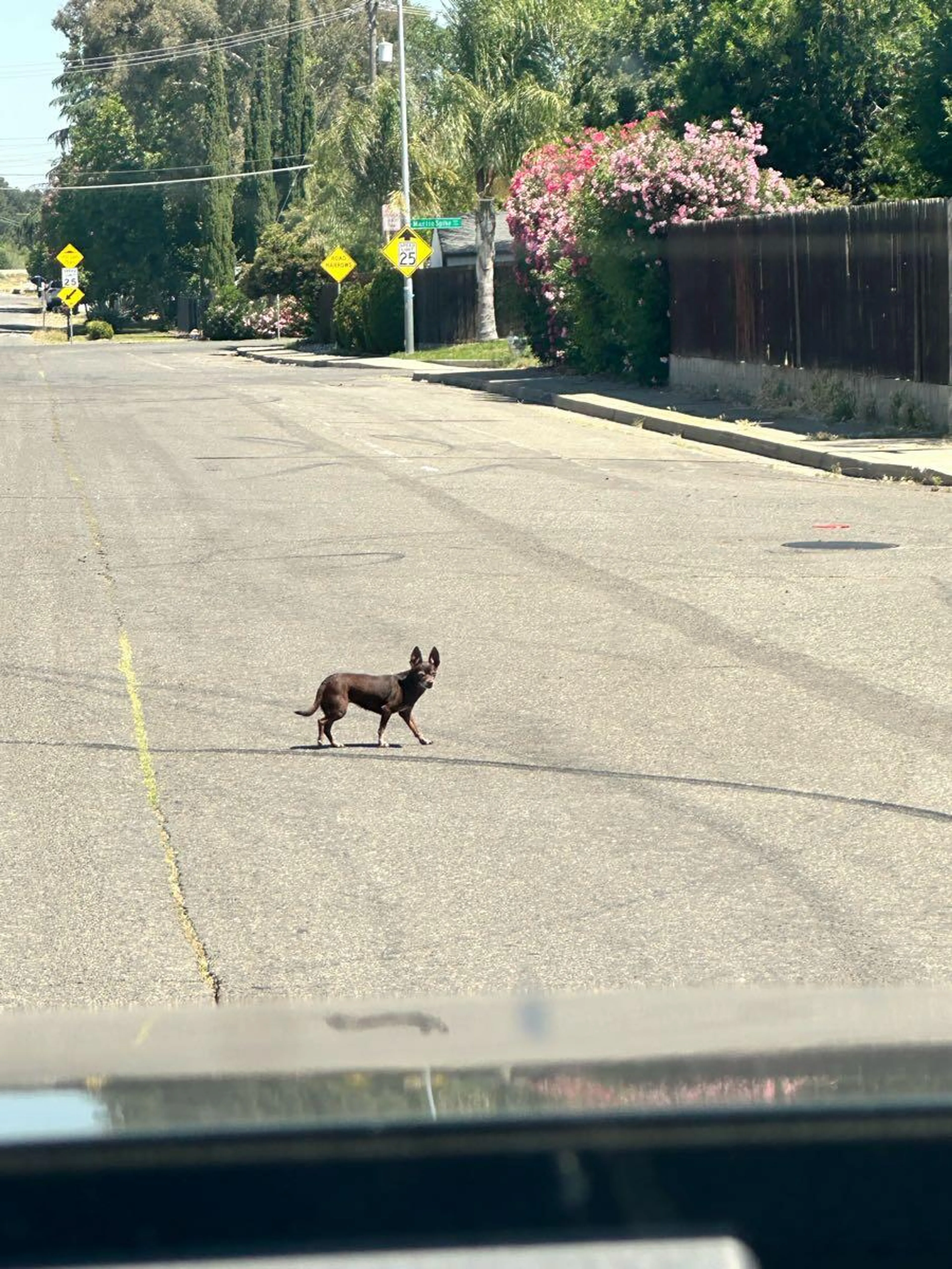 Found pet