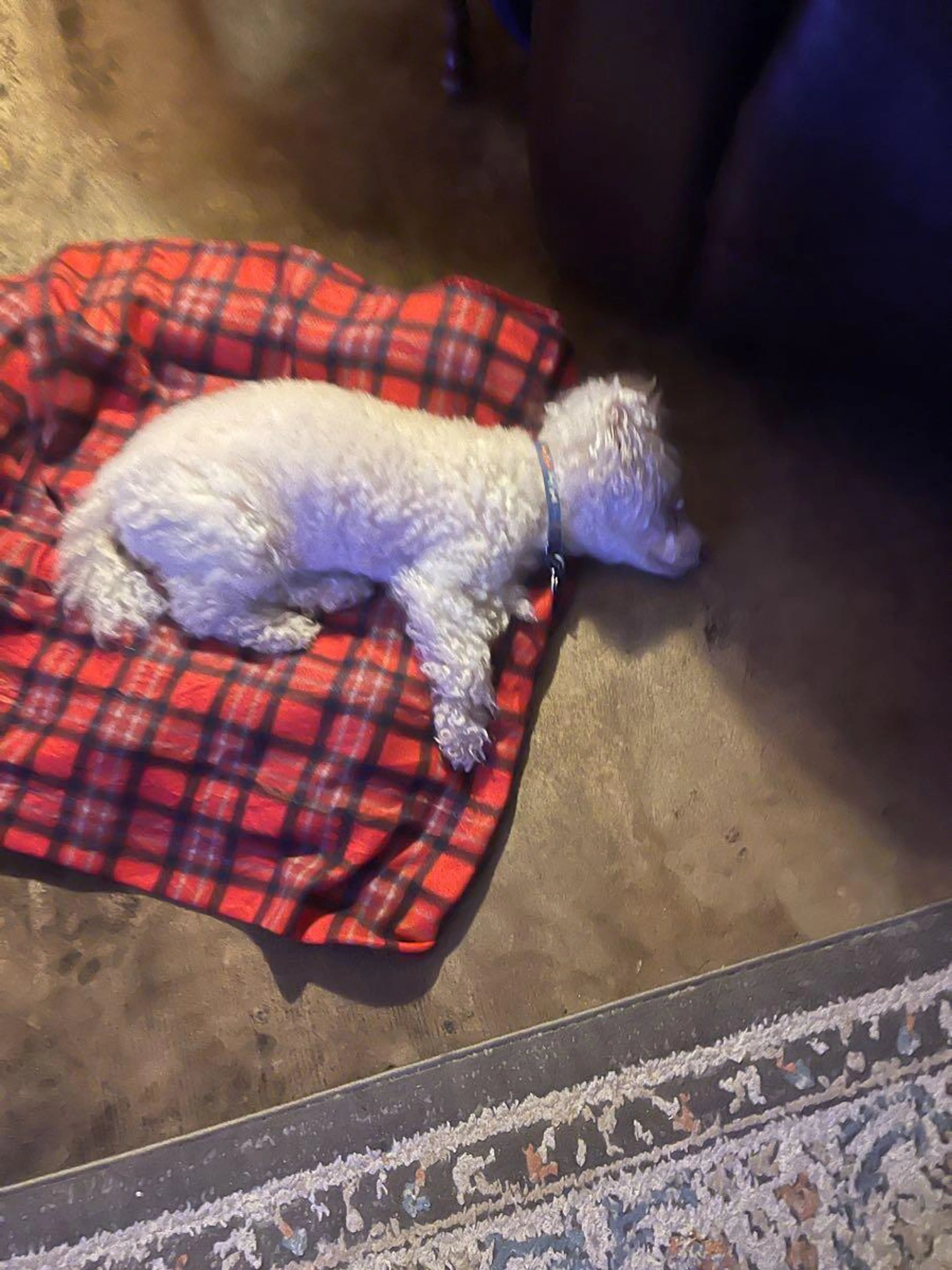 Found pet
