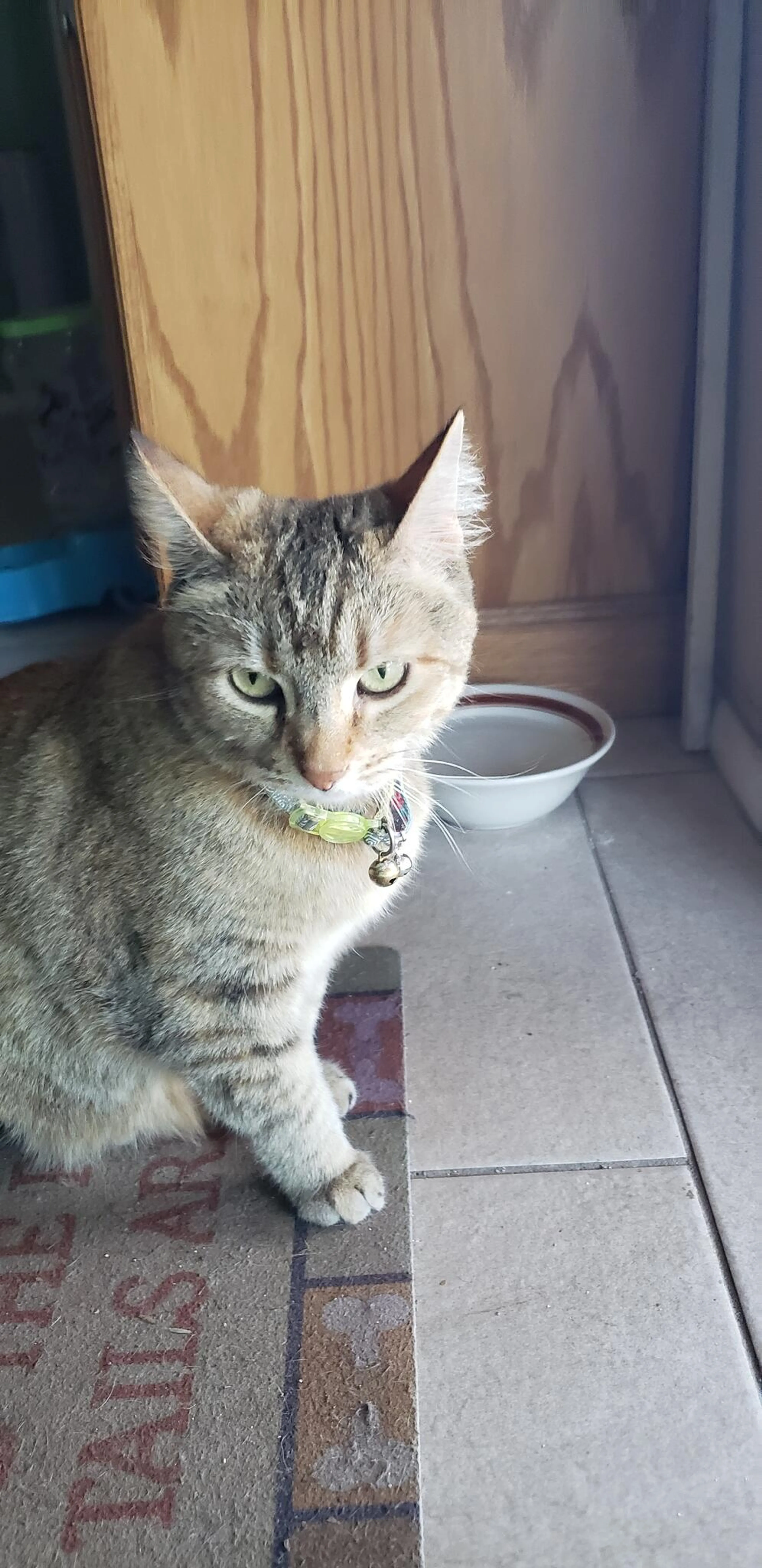 Lost pet