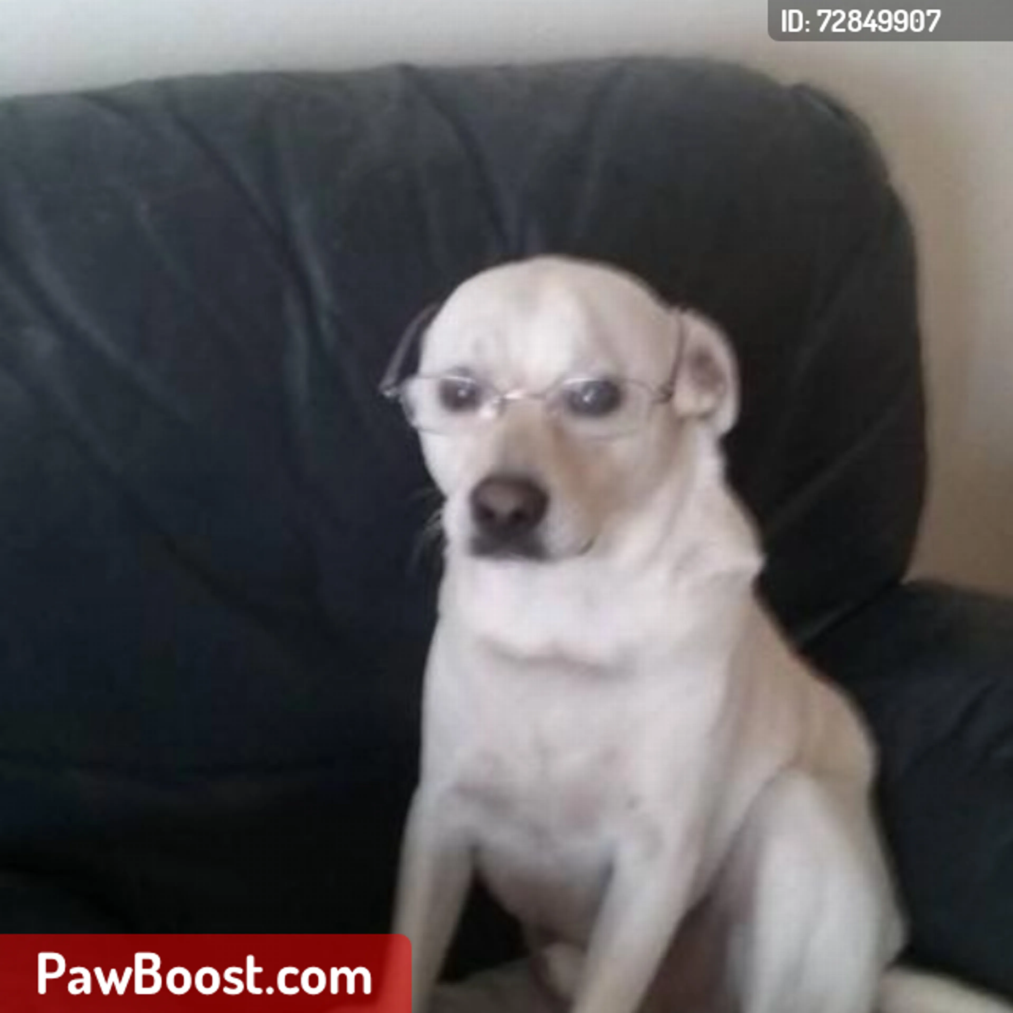 Lost pet