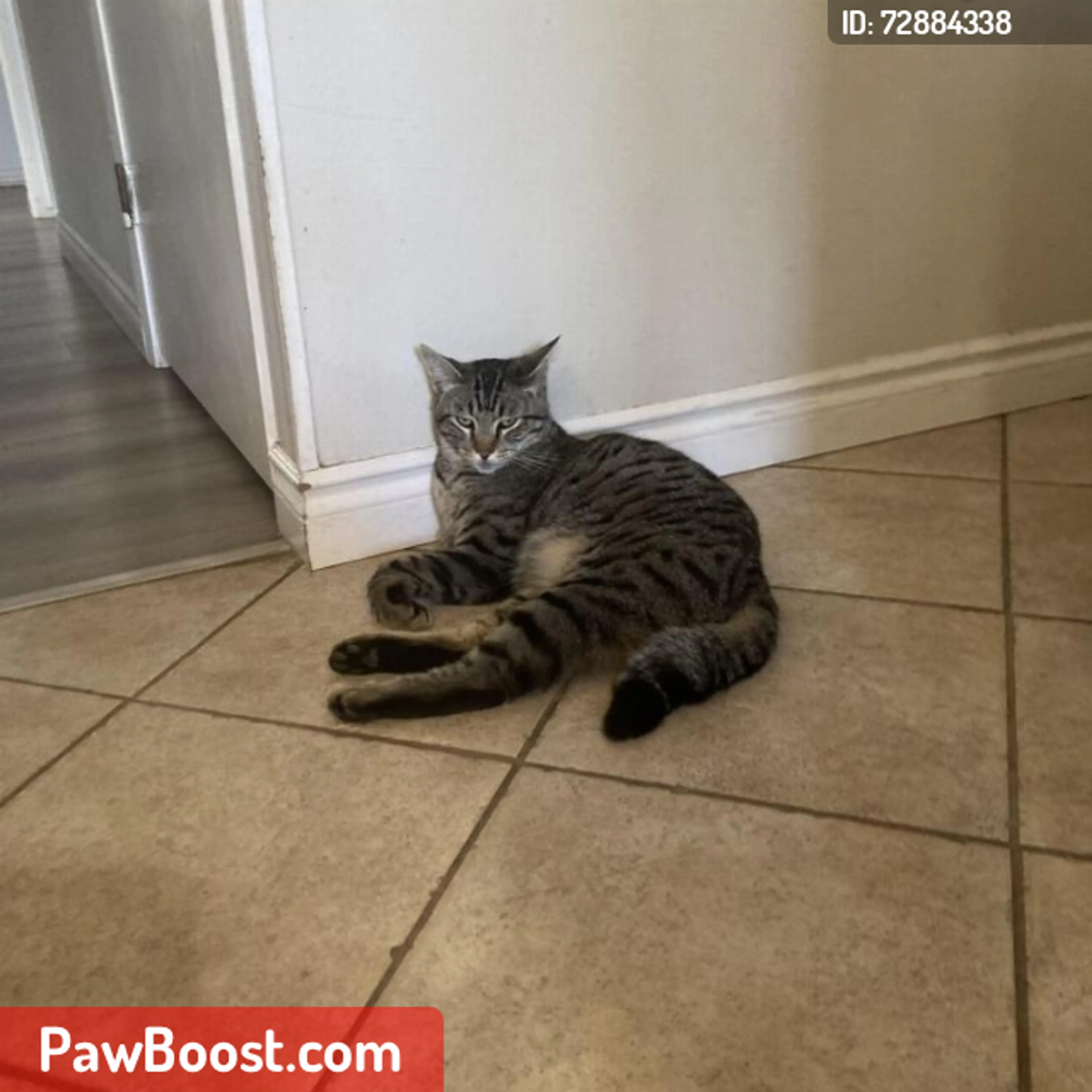 Lost pet