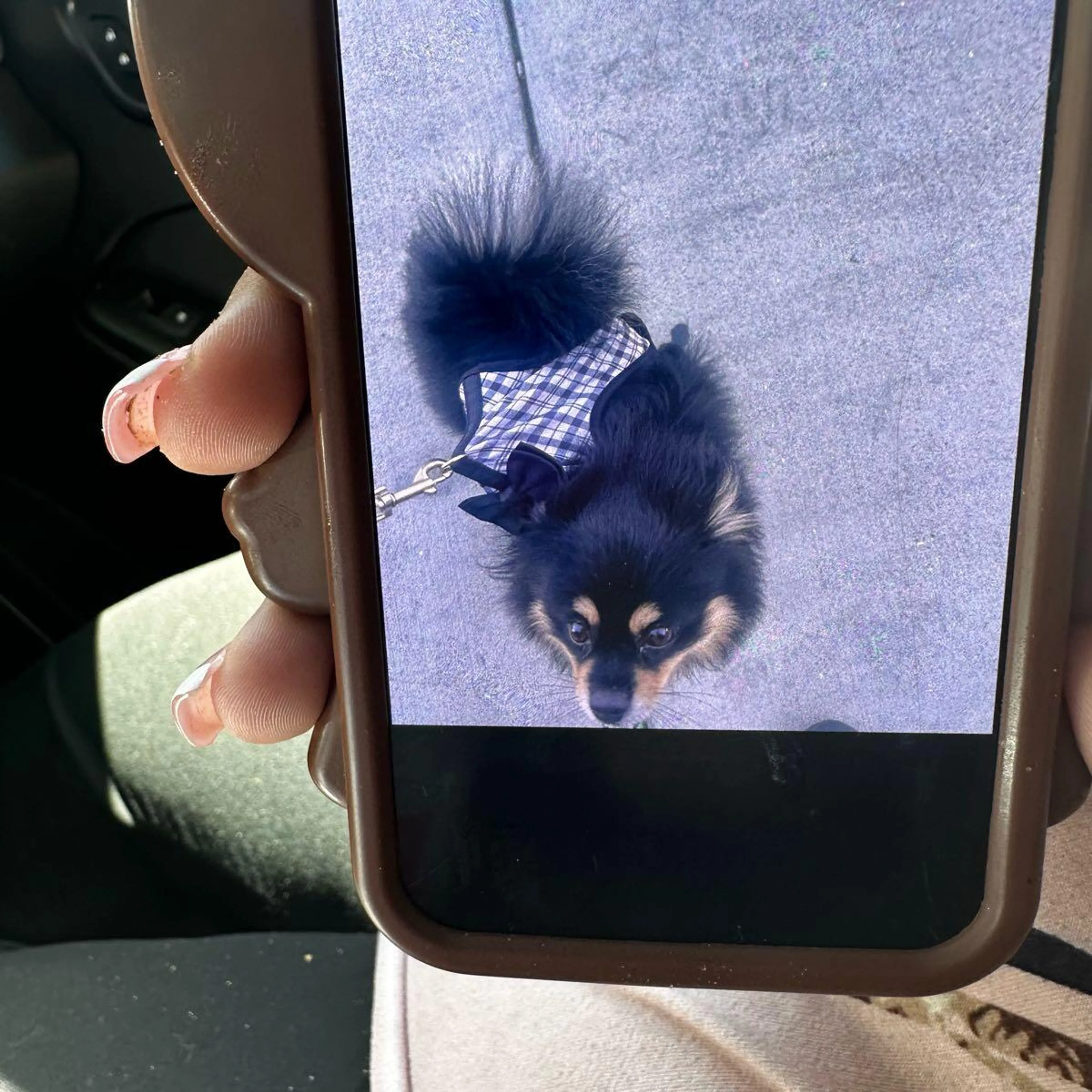 Lost pet