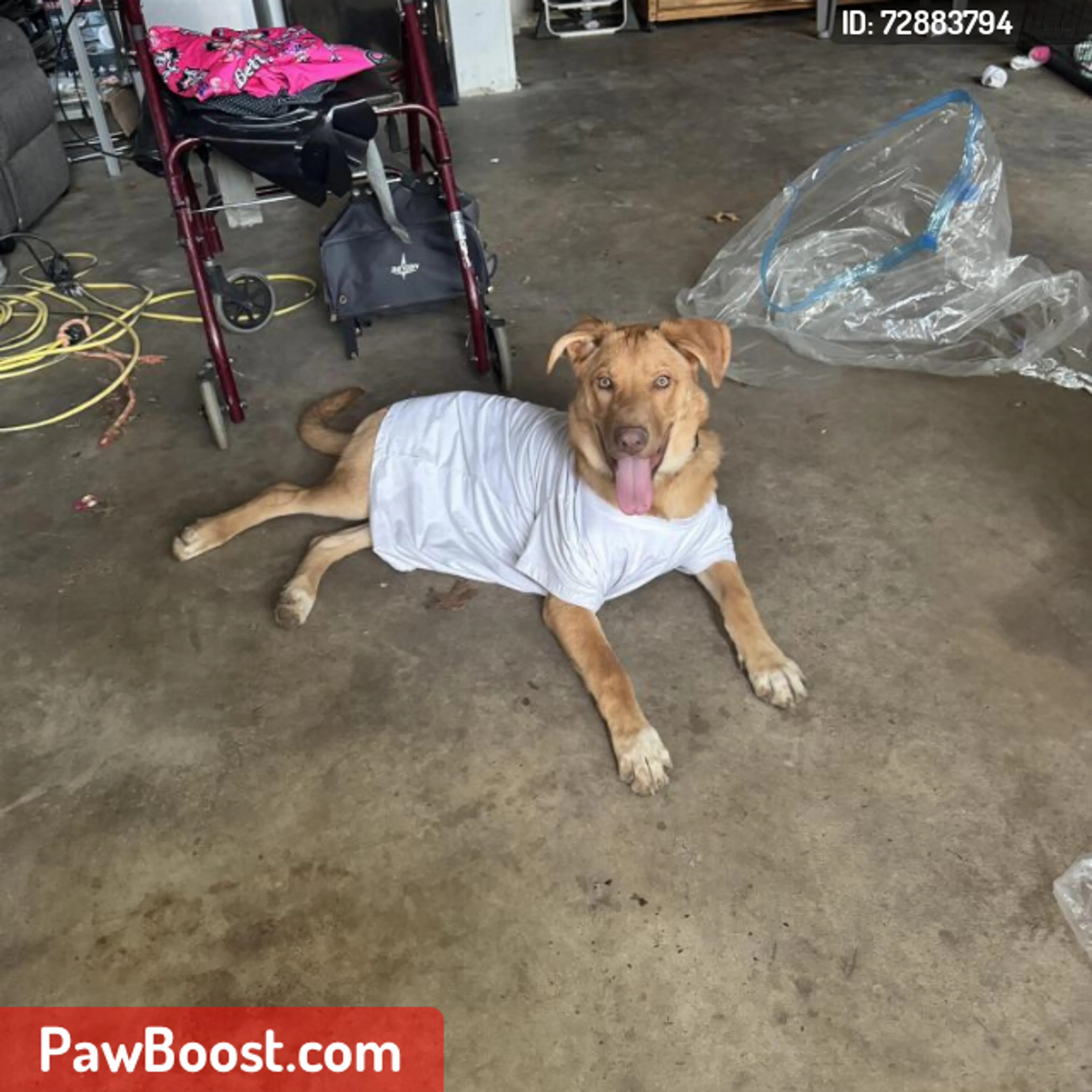 Lost pet