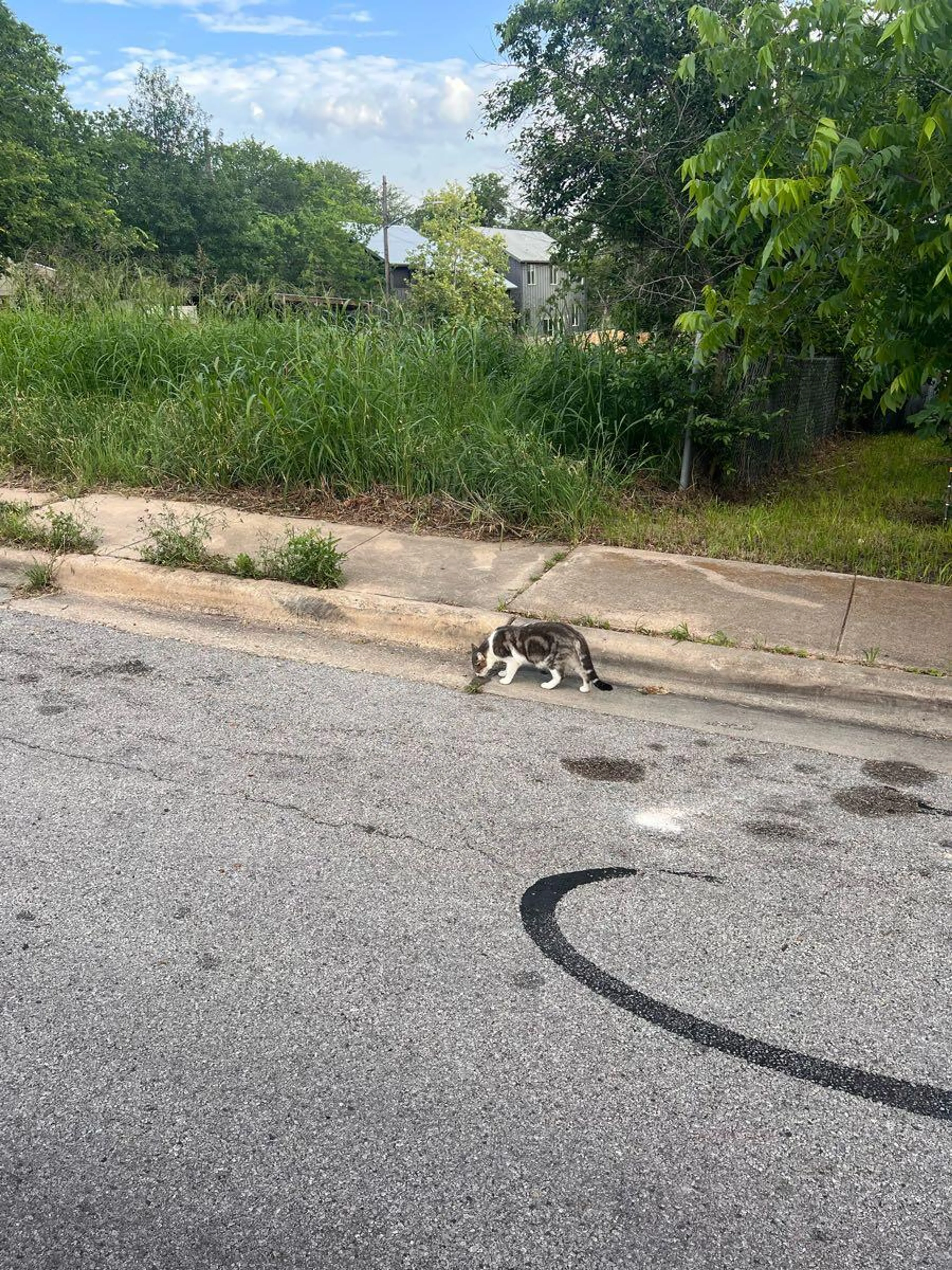 Found pet
