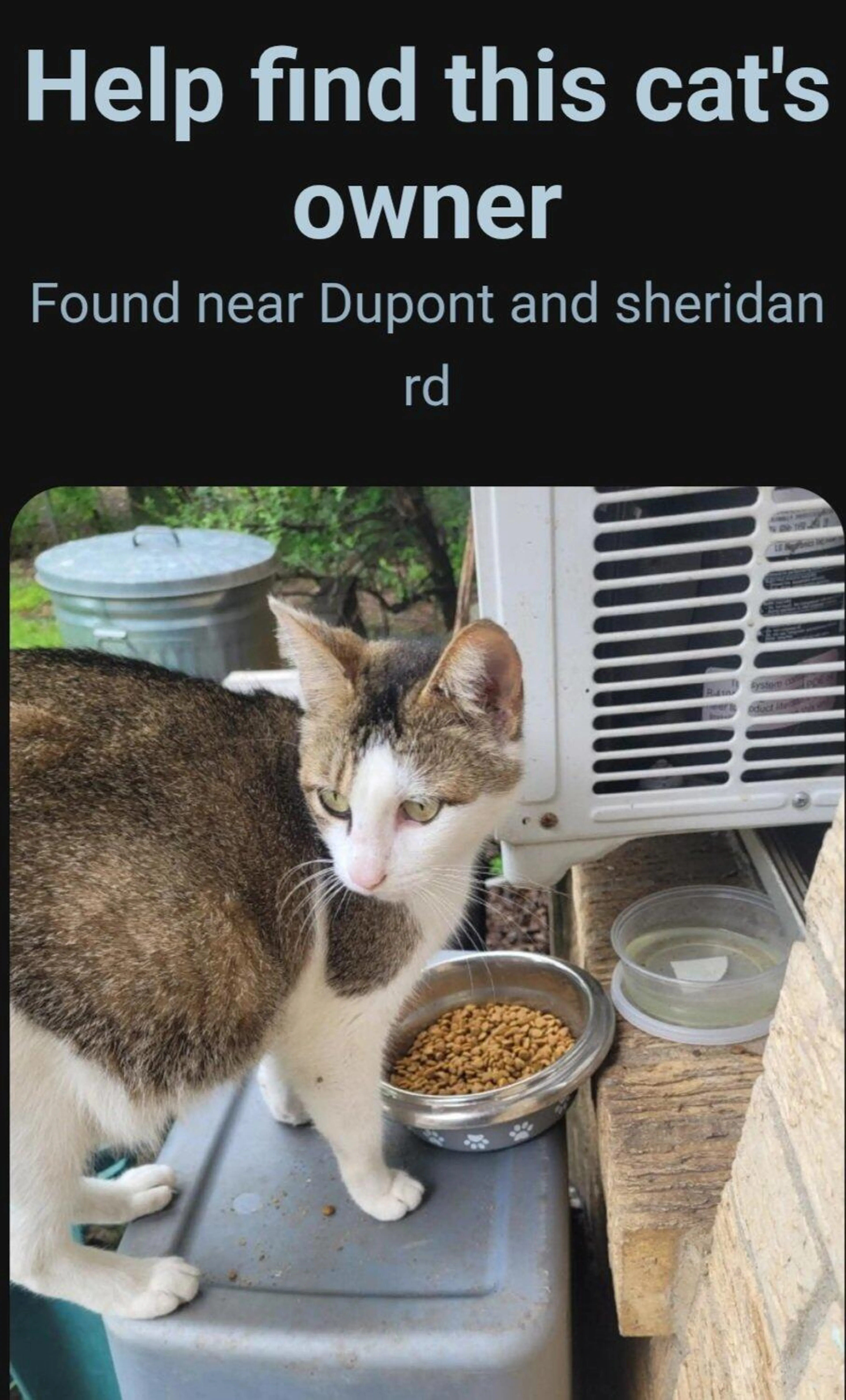 Found pet