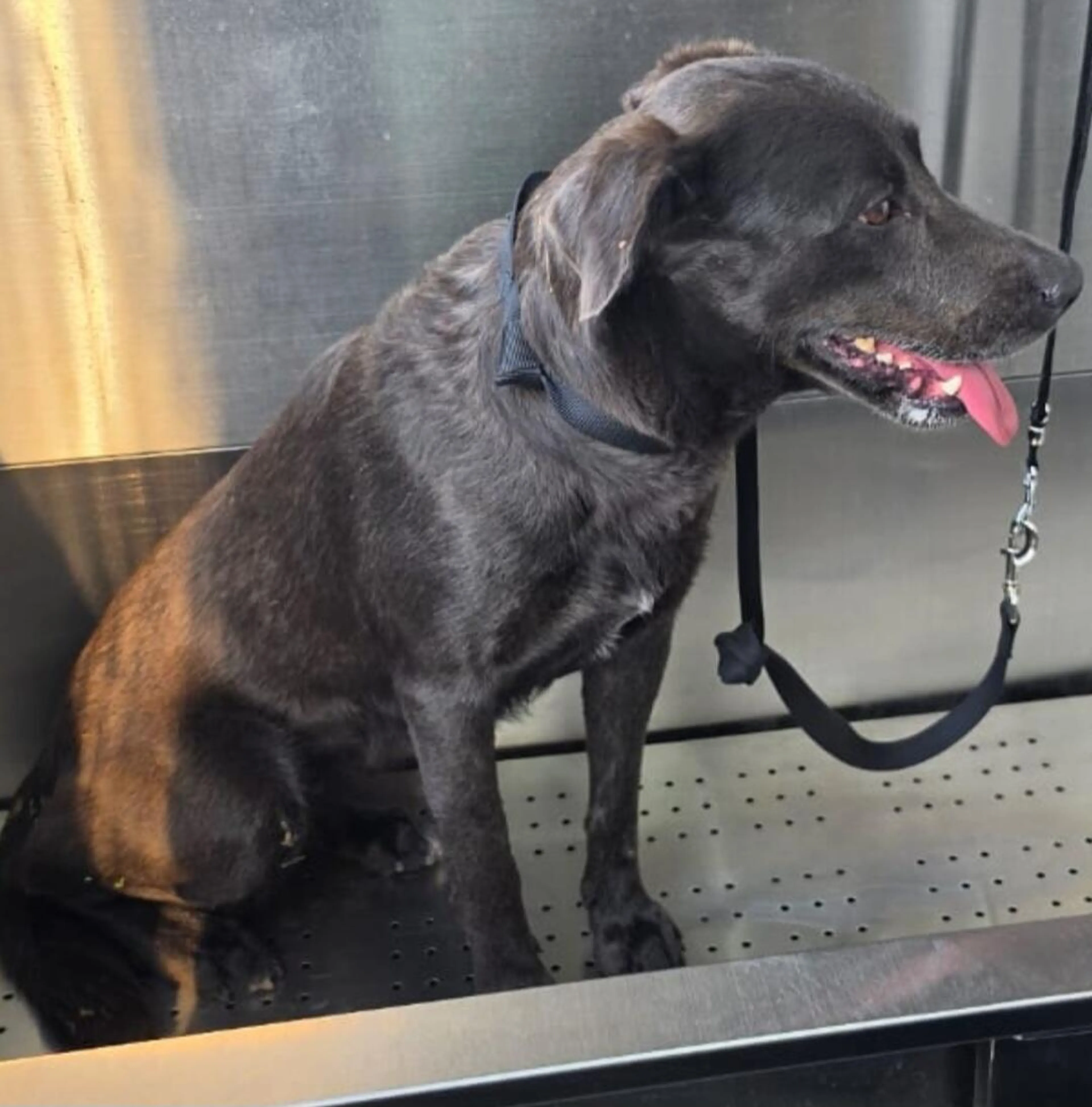 Found pet