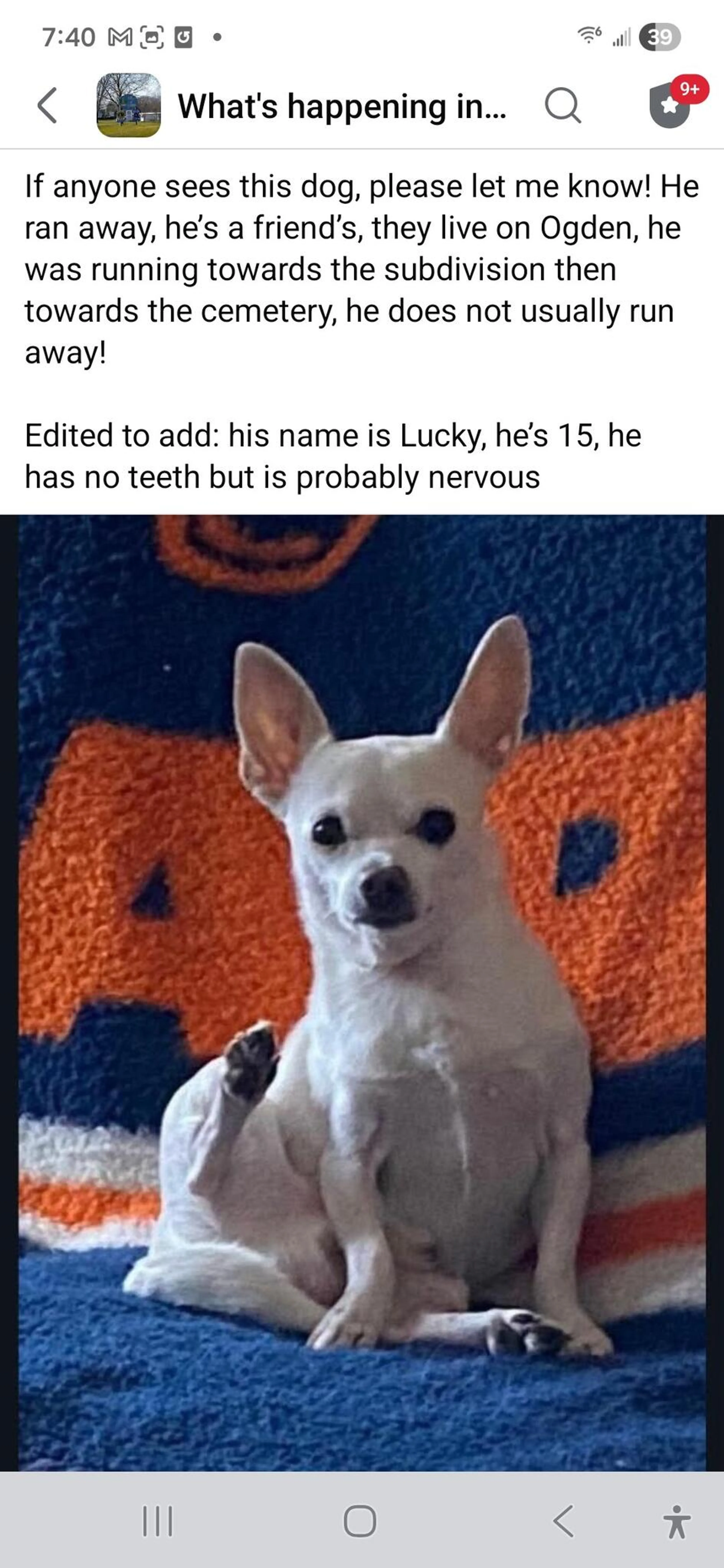 Found pet