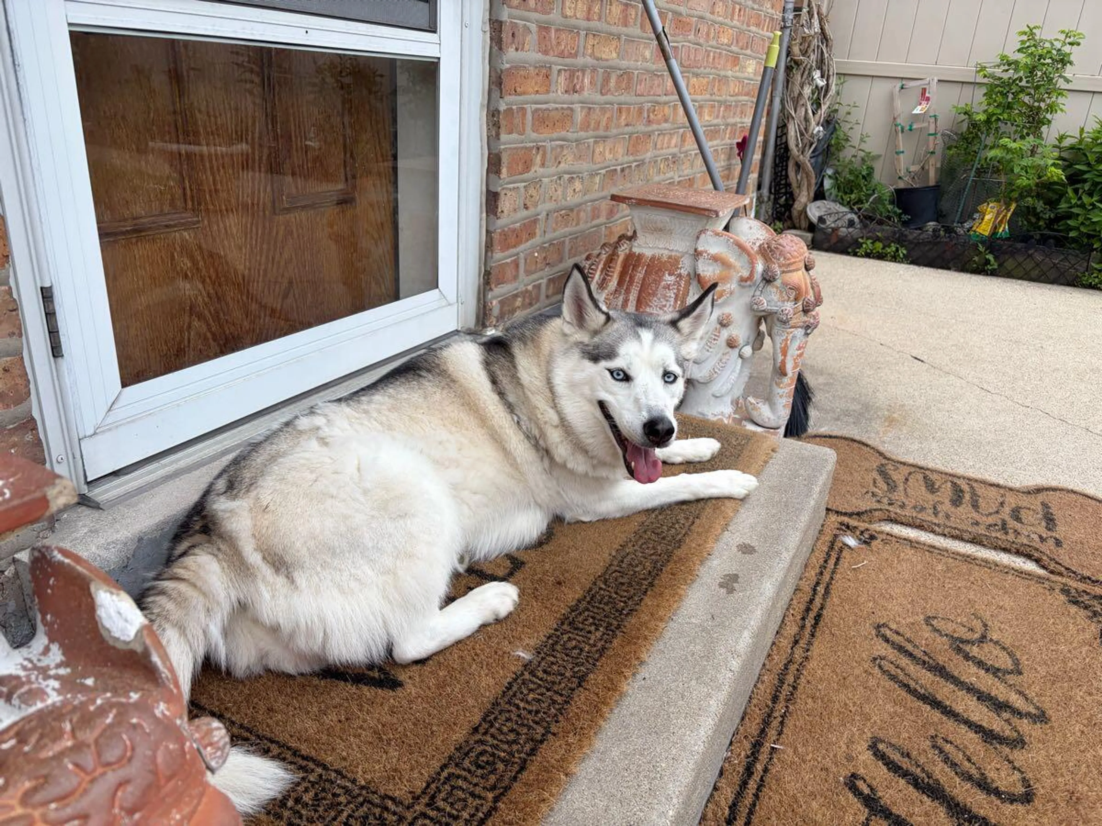 Found pet